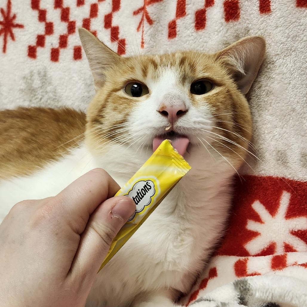 Enlarge Simba, a Adoptable Domestic Short Hair in Brookfield, WI image 5/6