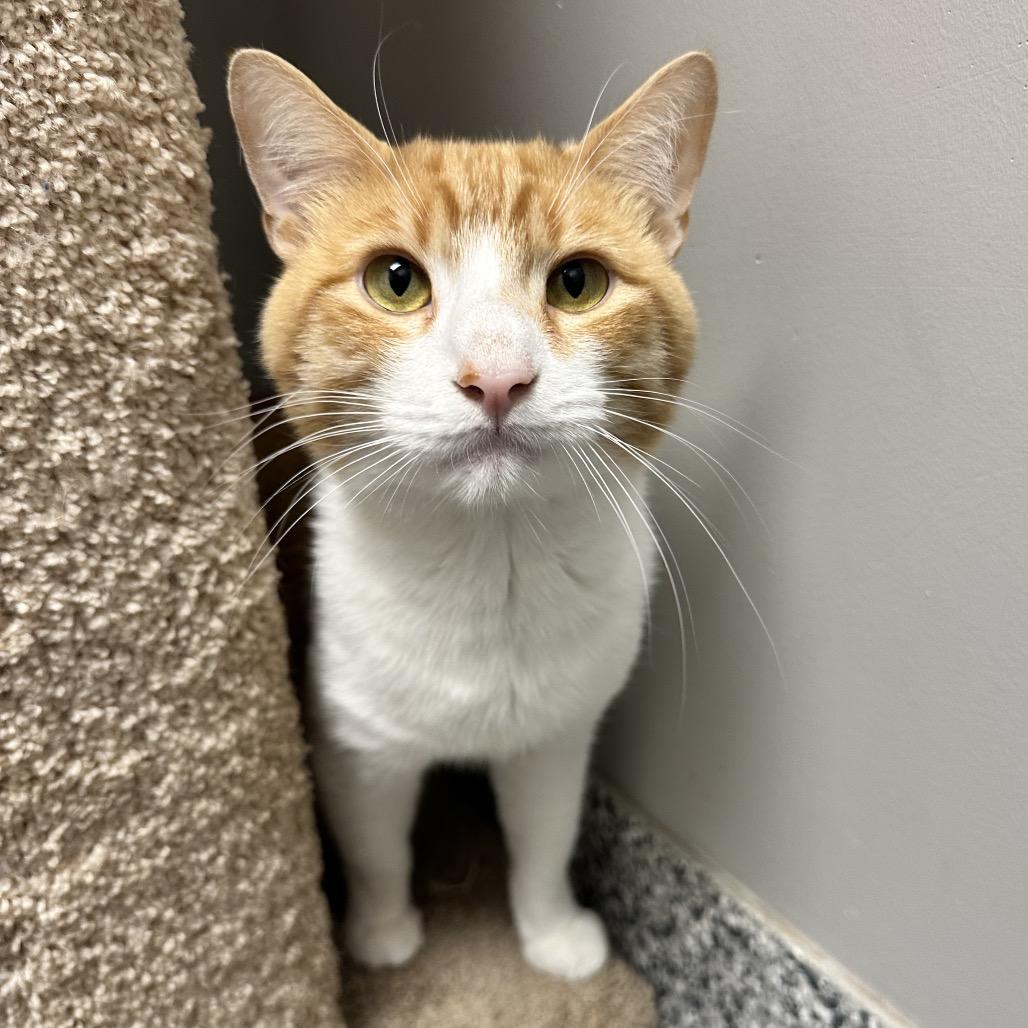 Enlarge Simba, a Adoptable Domestic Short Hair in Brookfield, WI image 6/6