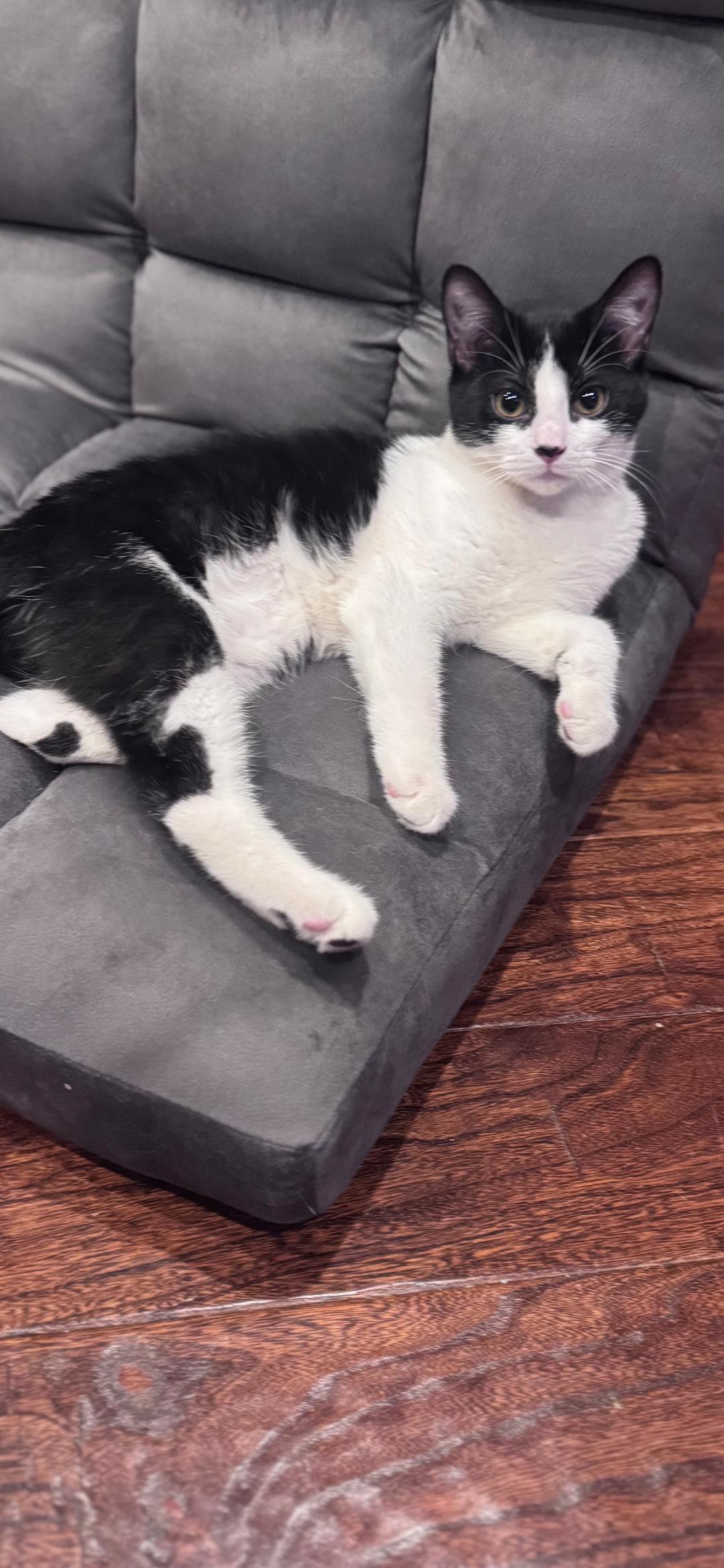 Enlarge Trick, a ADOPTABLE Domestic Short Hair in Medford, WI image 1/1