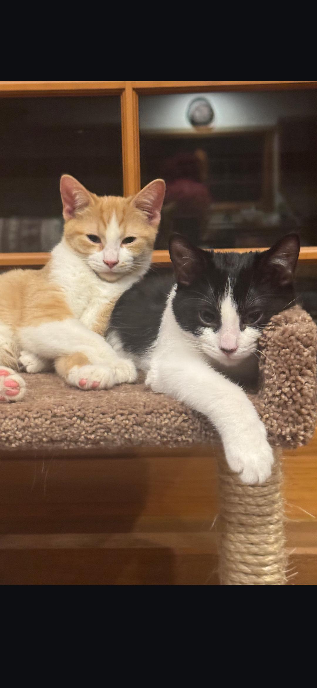 Trick, a ADOPTABLE Domestic Short Hair in Medford, WI image 1/2