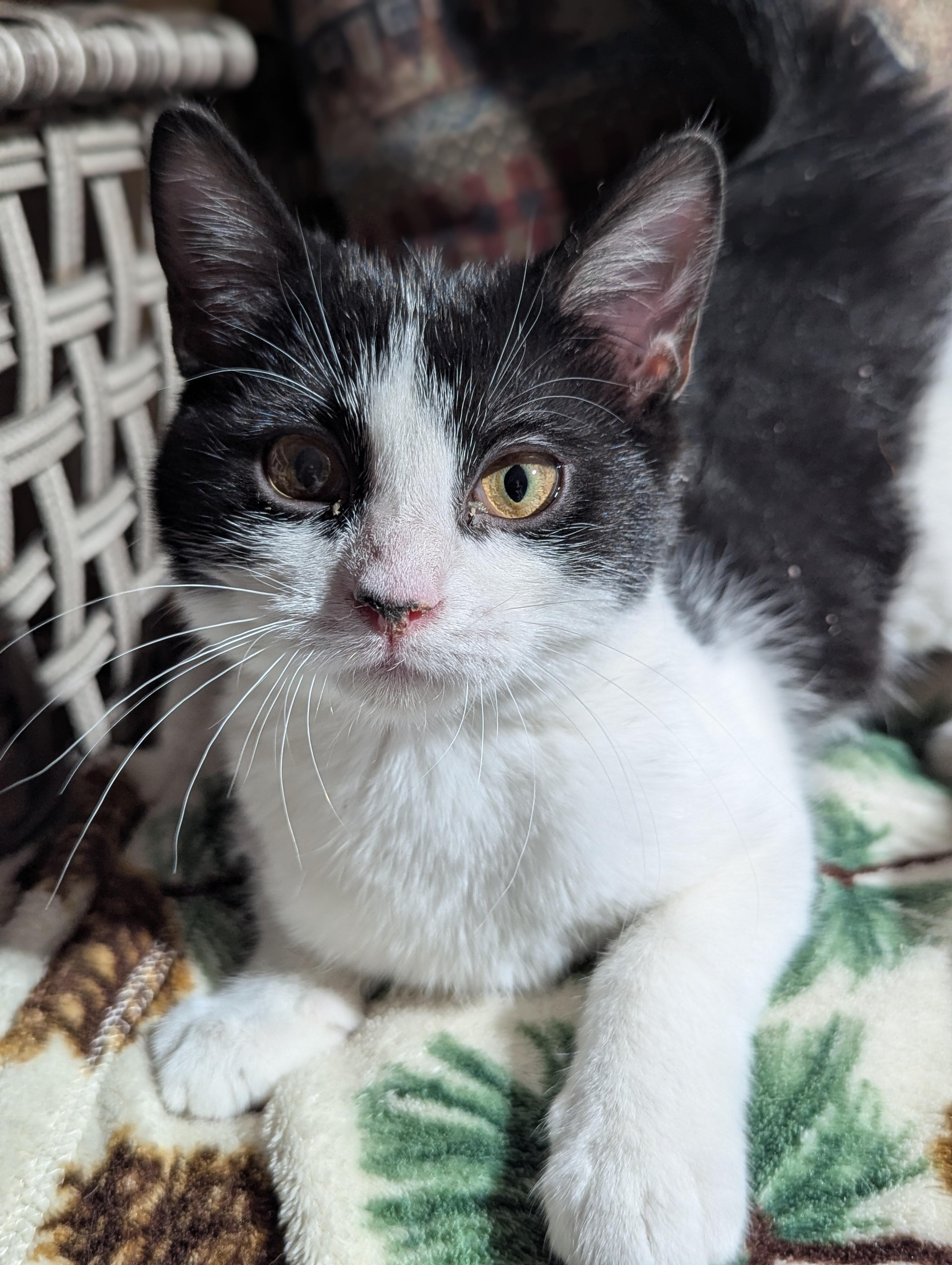 Trick, ADOPTABLE, Kitten Male Domestic Short Hair.