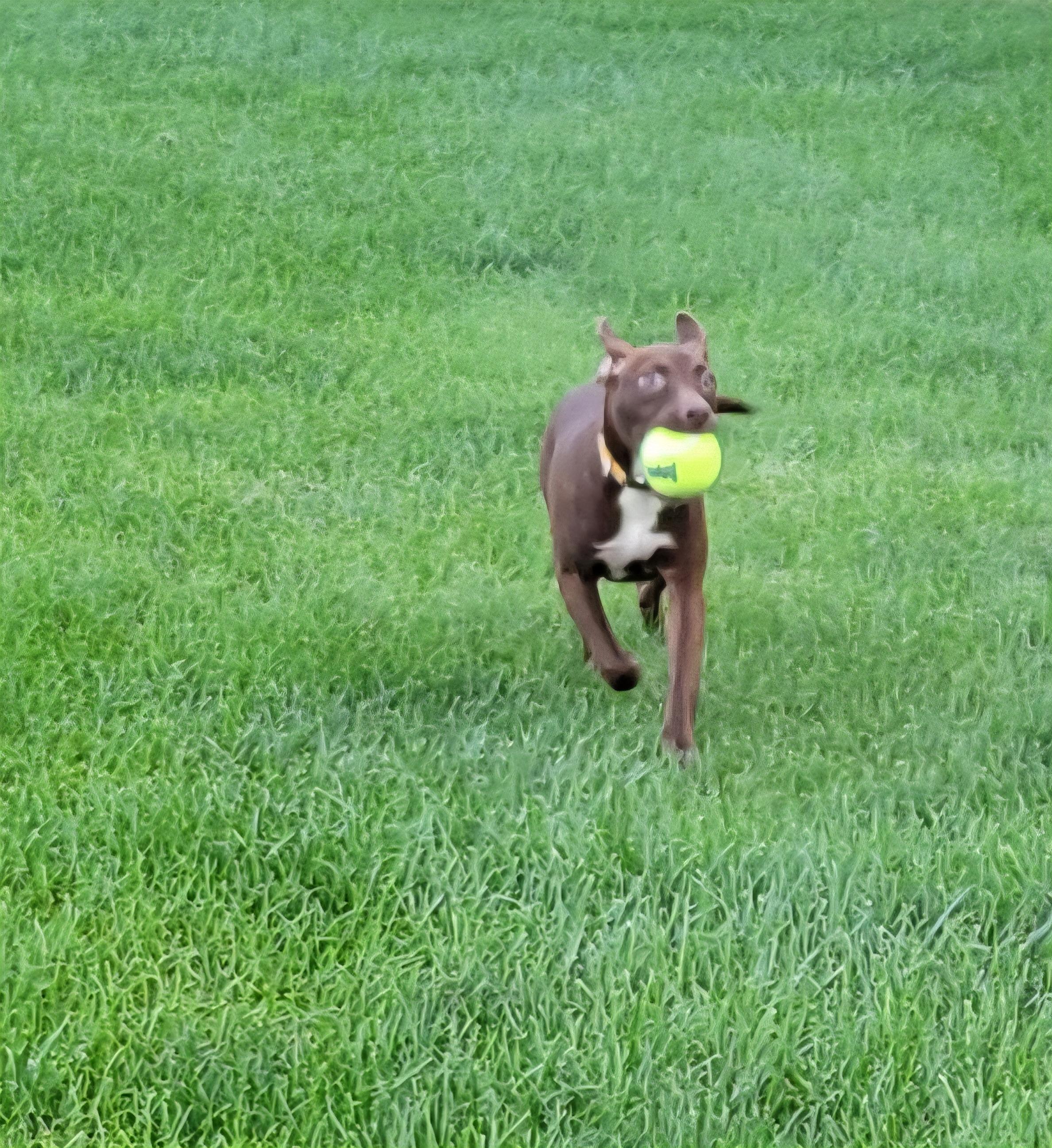 Enlarge Cayla, a Adoptable mixed breed in Hammonton, NJ image 6/6