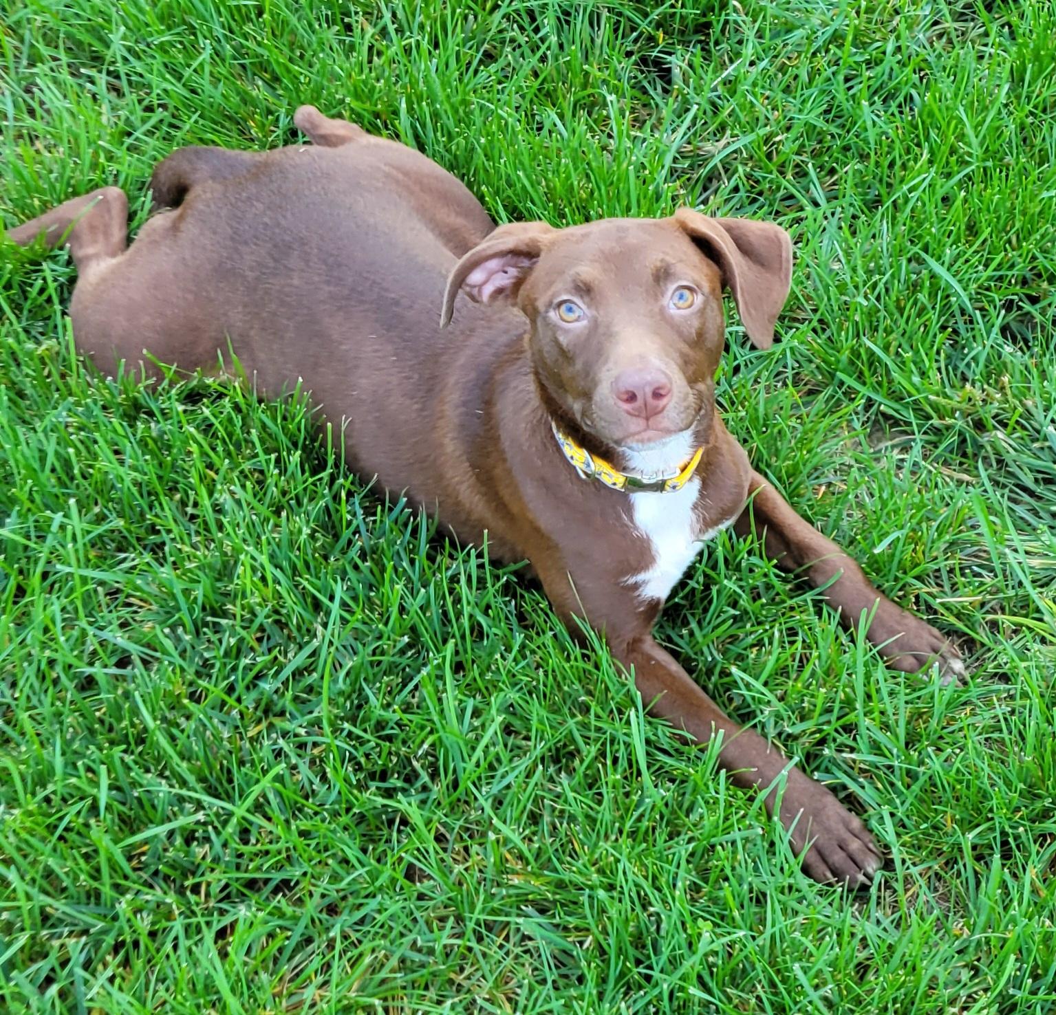 Enlarge Cayla, a Adoptable mixed breed in Hammonton, NJ image 1/6
