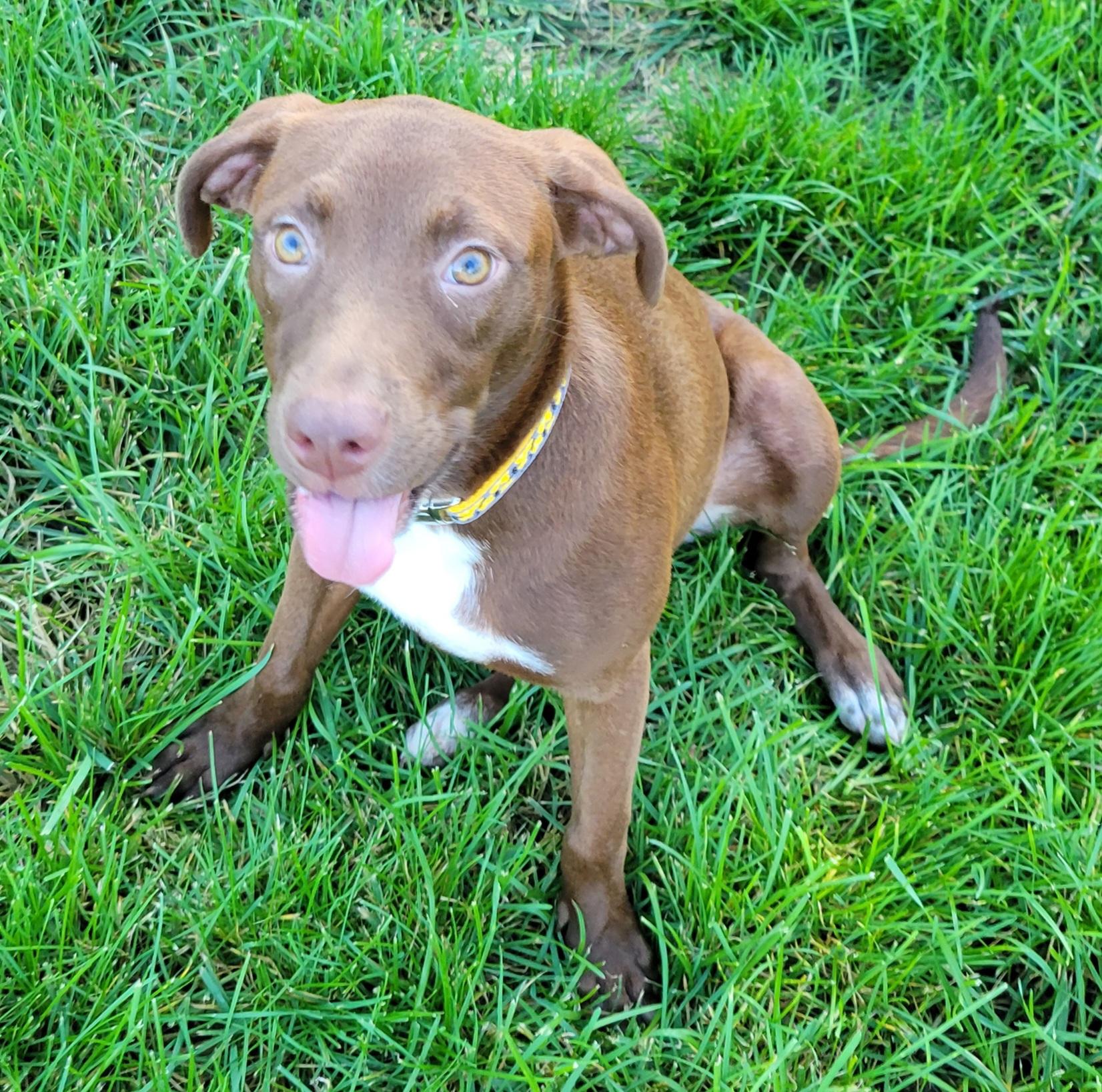 Enlarge Cayla, a Adoptable mixed breed in Hammonton, NJ image 5/6