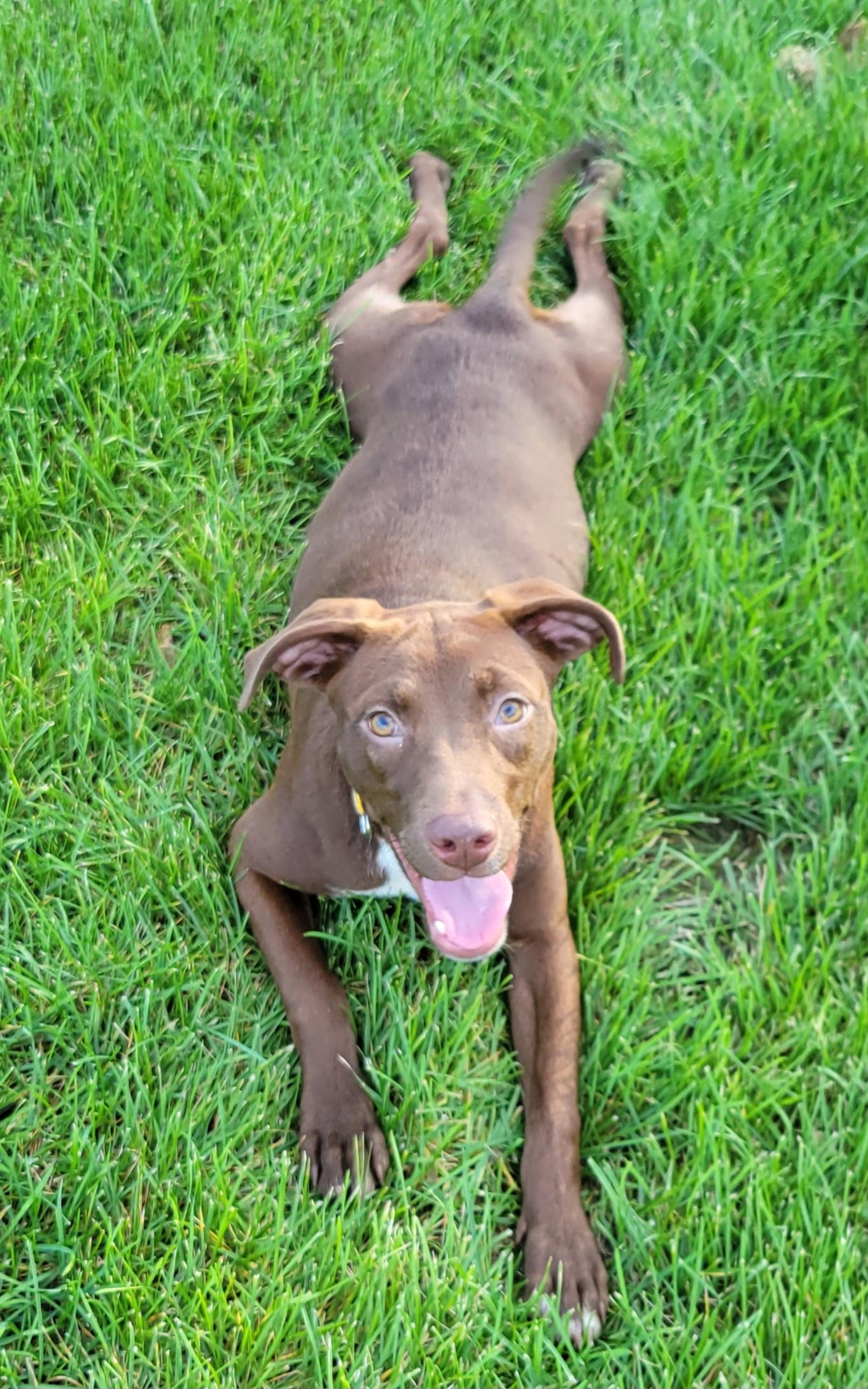 Enlarge Cayla, a Adoptable mixed breed in Hammonton, NJ image 2/6