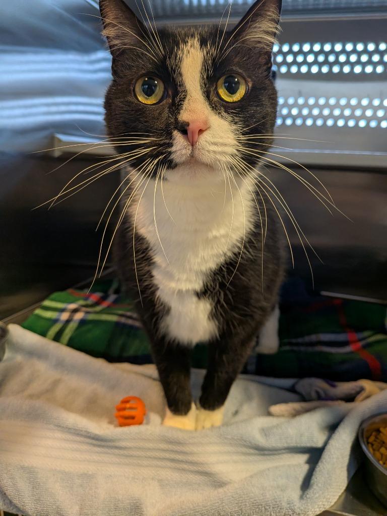 Enlarge Socks, a Adoptable mixed breed in Hyde Park, NY image 1/2
