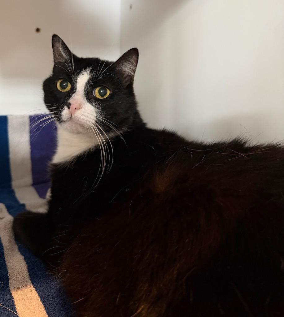 Enlarge Socks, a Adoptable mixed breed in Hyde Park, NY image 2/2