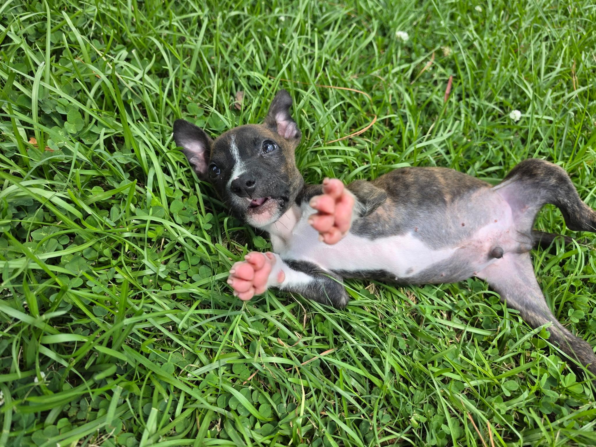 Enlarge Whitaker, a Adoptable mixed breed in Awendaw, SC image 1/1