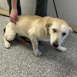 Enlarge Jess, a ADOPTABLE mixed breed in Defuniak Springs, FL image 1/1