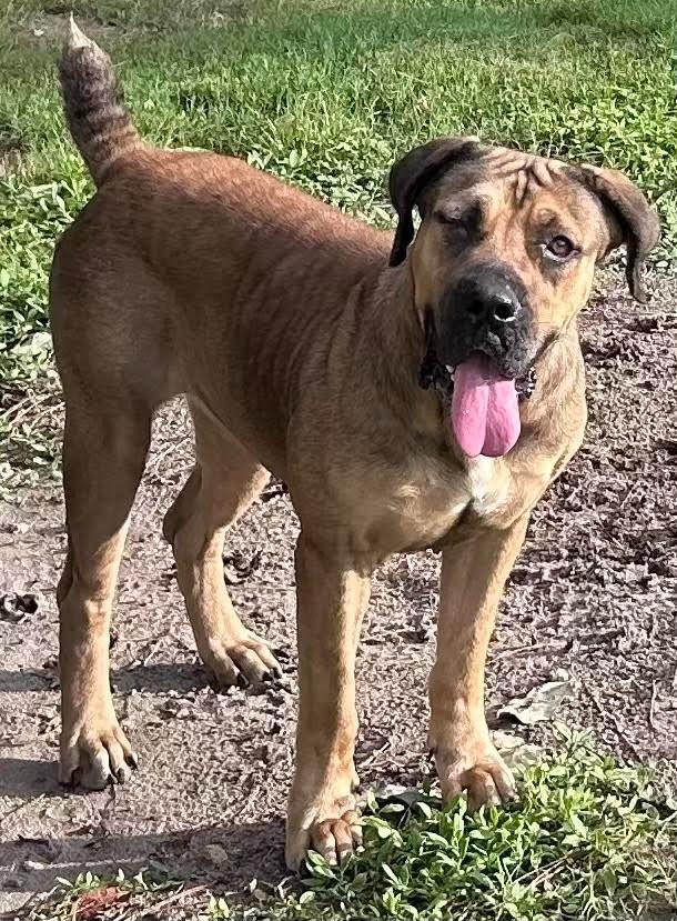 Hope, Adoptable, Young Female Mastiff.