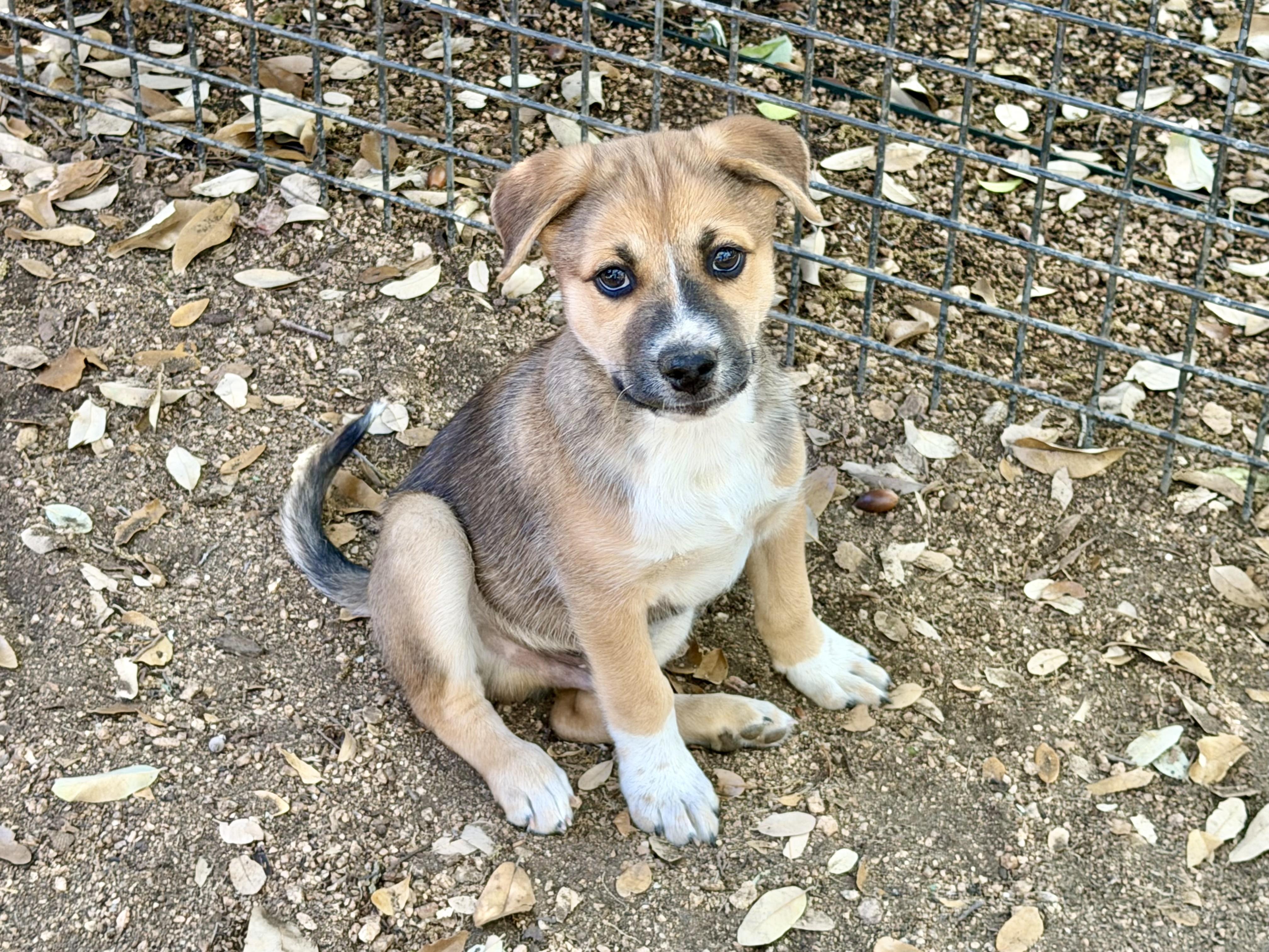Benedict, a ADOPTABLE mixed breed in San Antonio, TX image 3/4