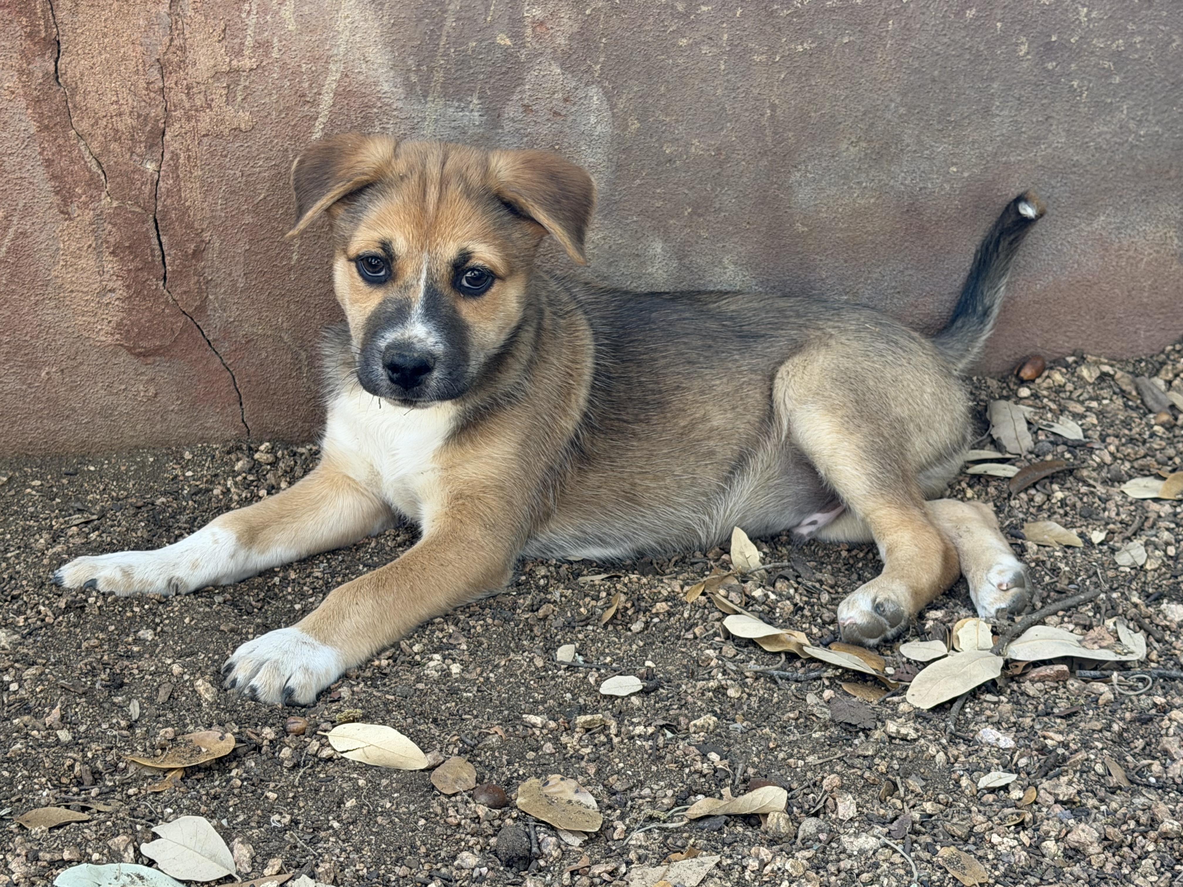 Benedict, ADOPTABLE, Puppy Male Labrador Retriever & Rat Terrier.