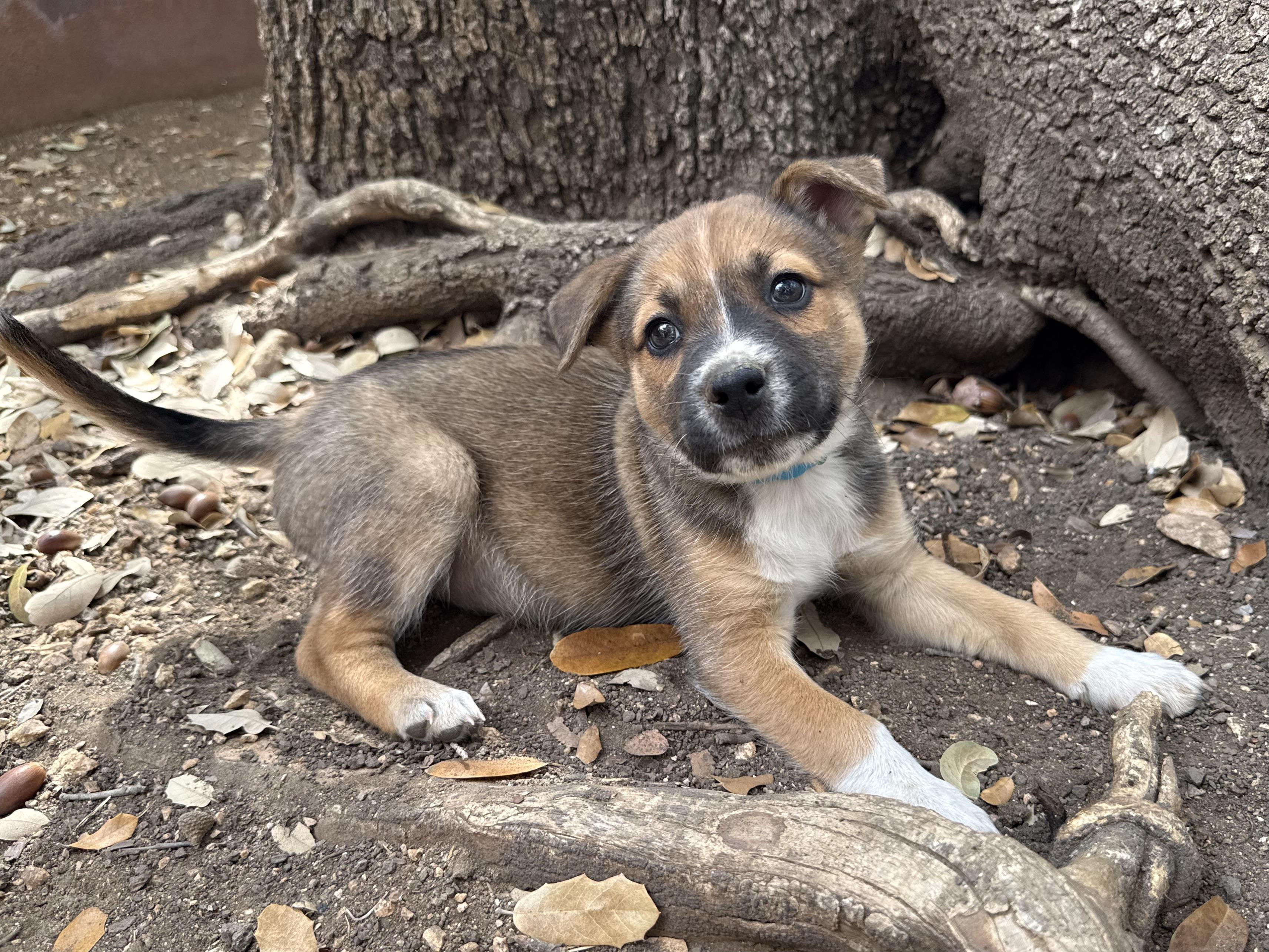 Benedict, a ADOPTABLE mixed breed in San Antonio, TX image 4/4