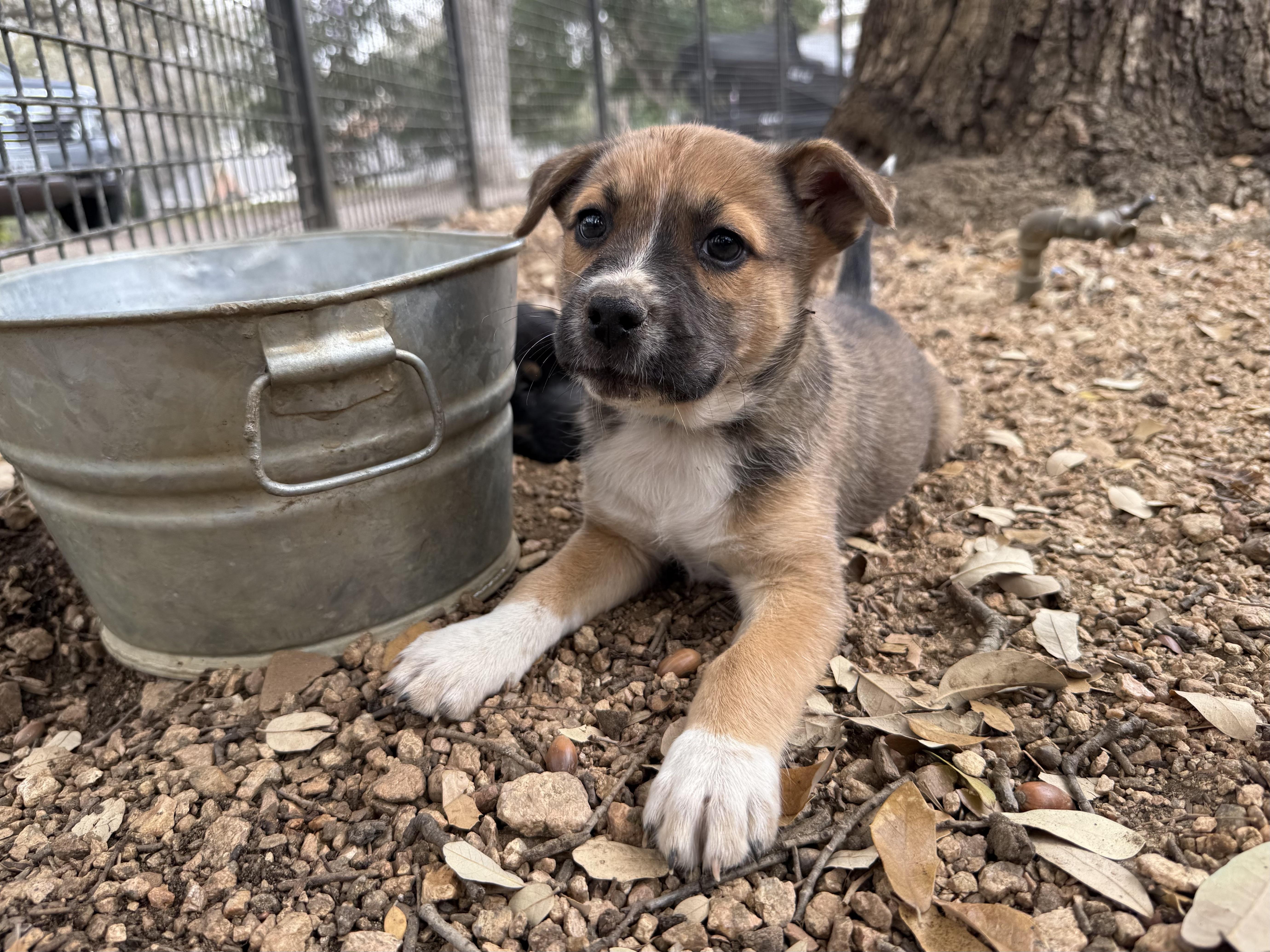 Benedict, a ADOPTABLE mixed breed in San Antonio, TX image 2/4