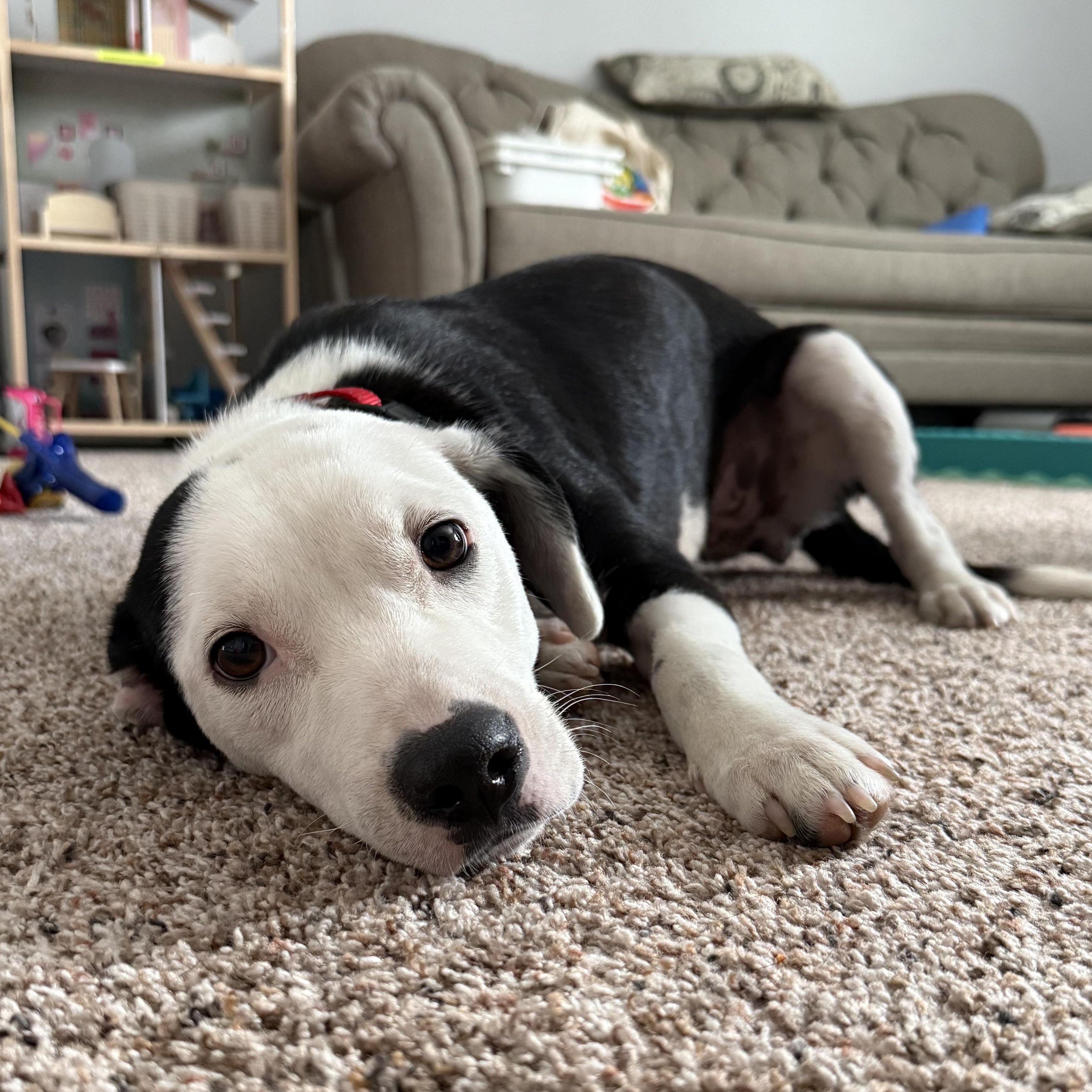 Mimi, adopted, Young Female Retriever.