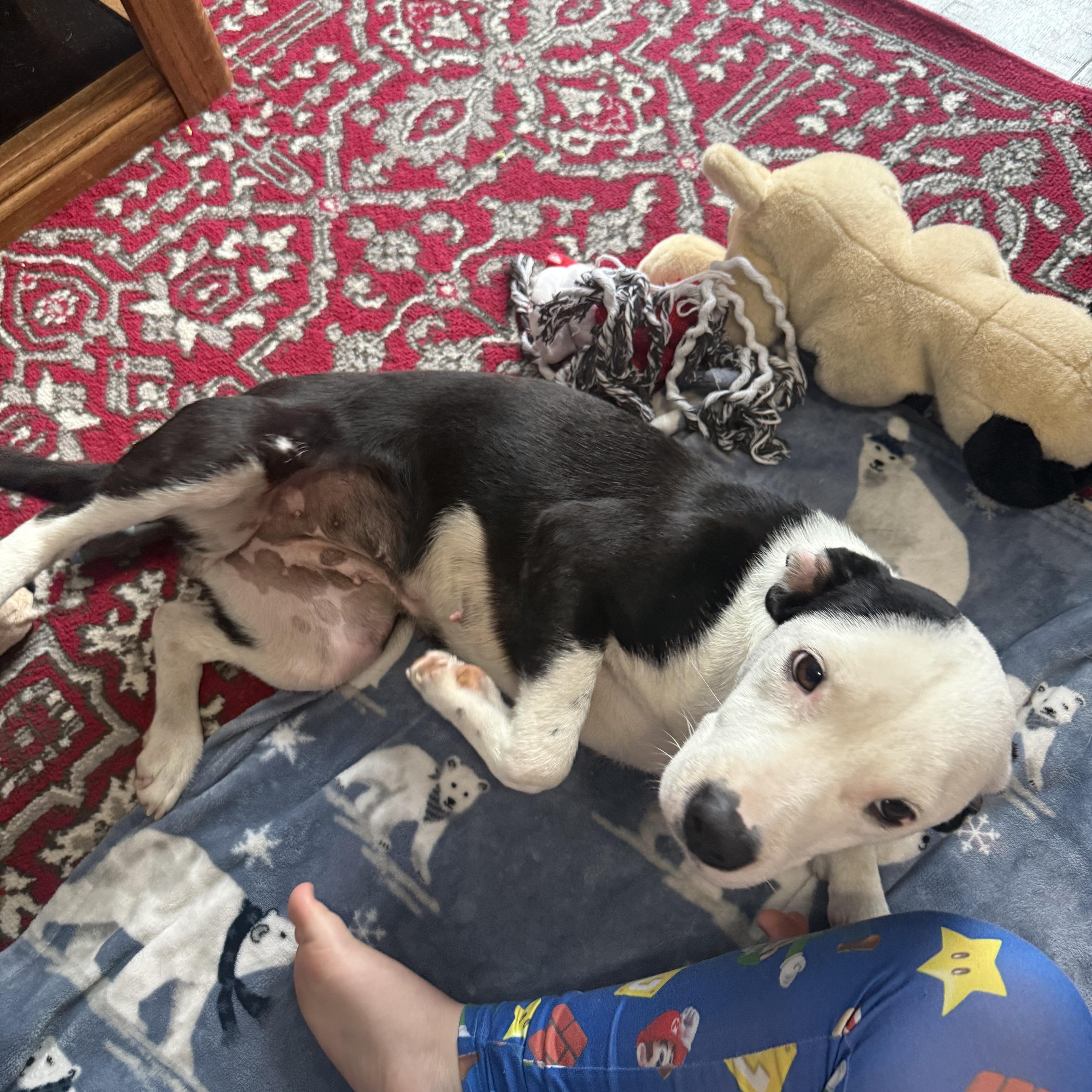 Enlarge Mimi, an adopted mixed breed in Minneapolis, MN image 3/4