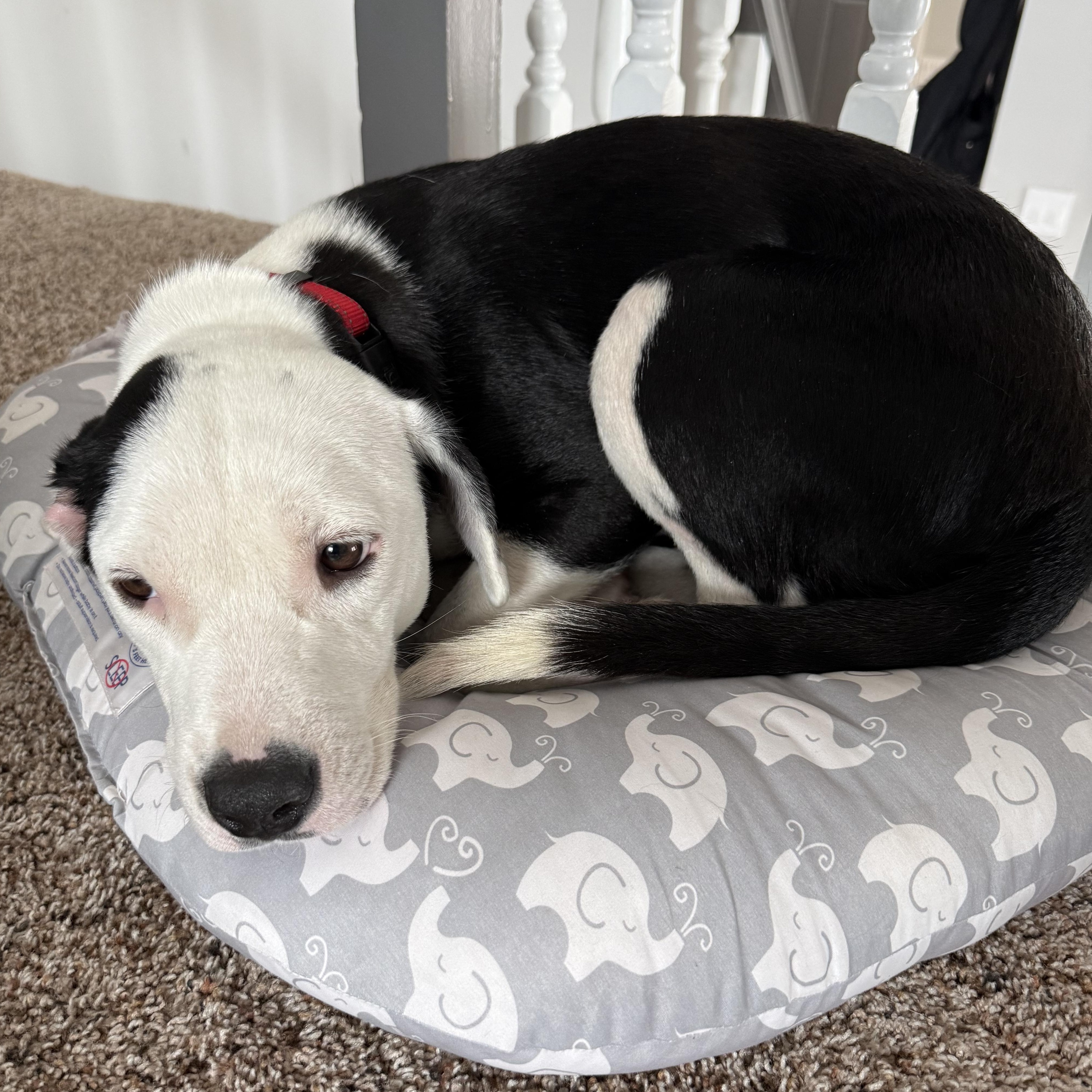 Enlarge Mimi, an adopted mixed breed in Minneapolis, MN image 4/4