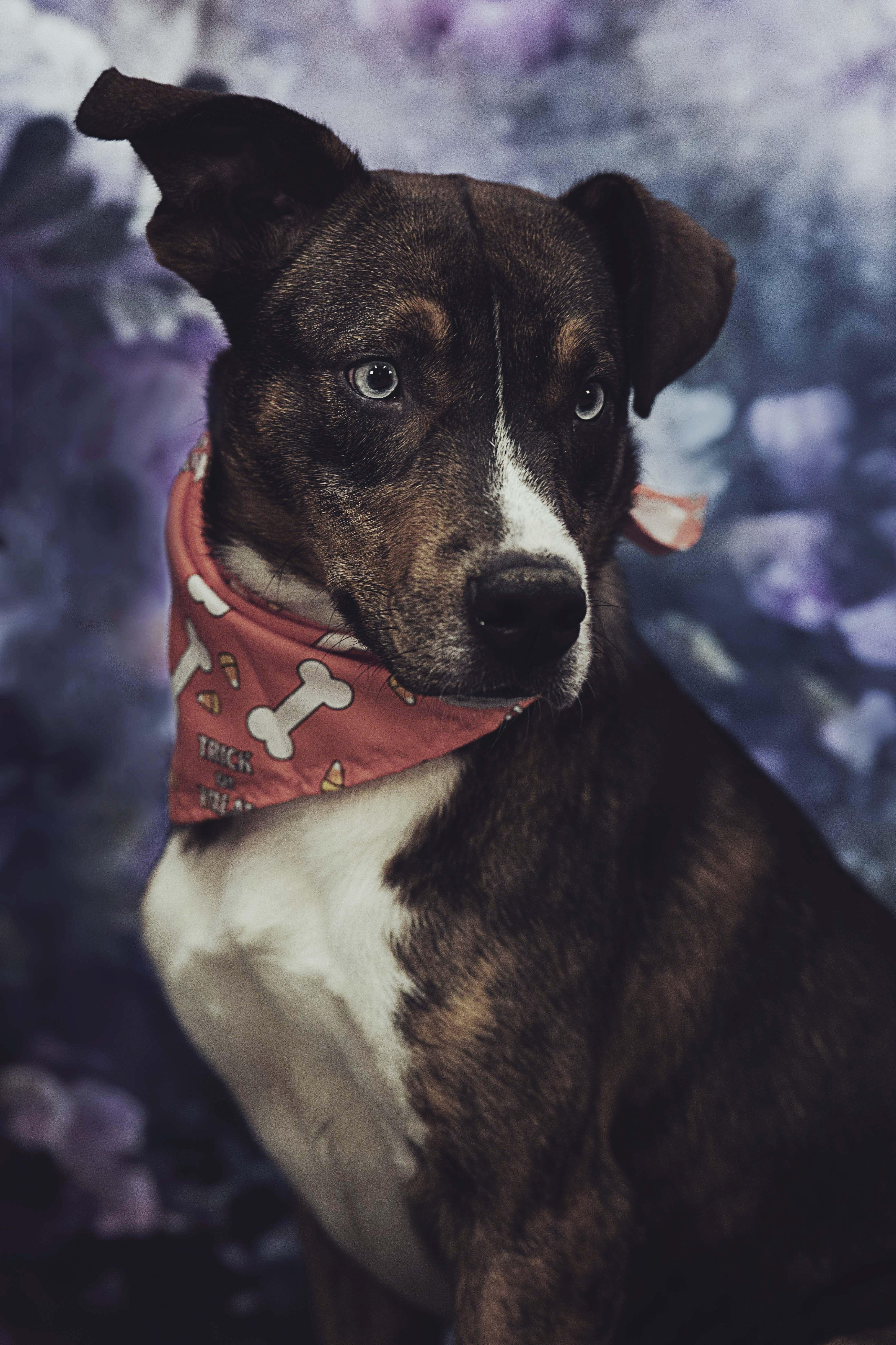 Enlarge Travis (12331), a Adopted mixed breed in Heath, OH image 1/3