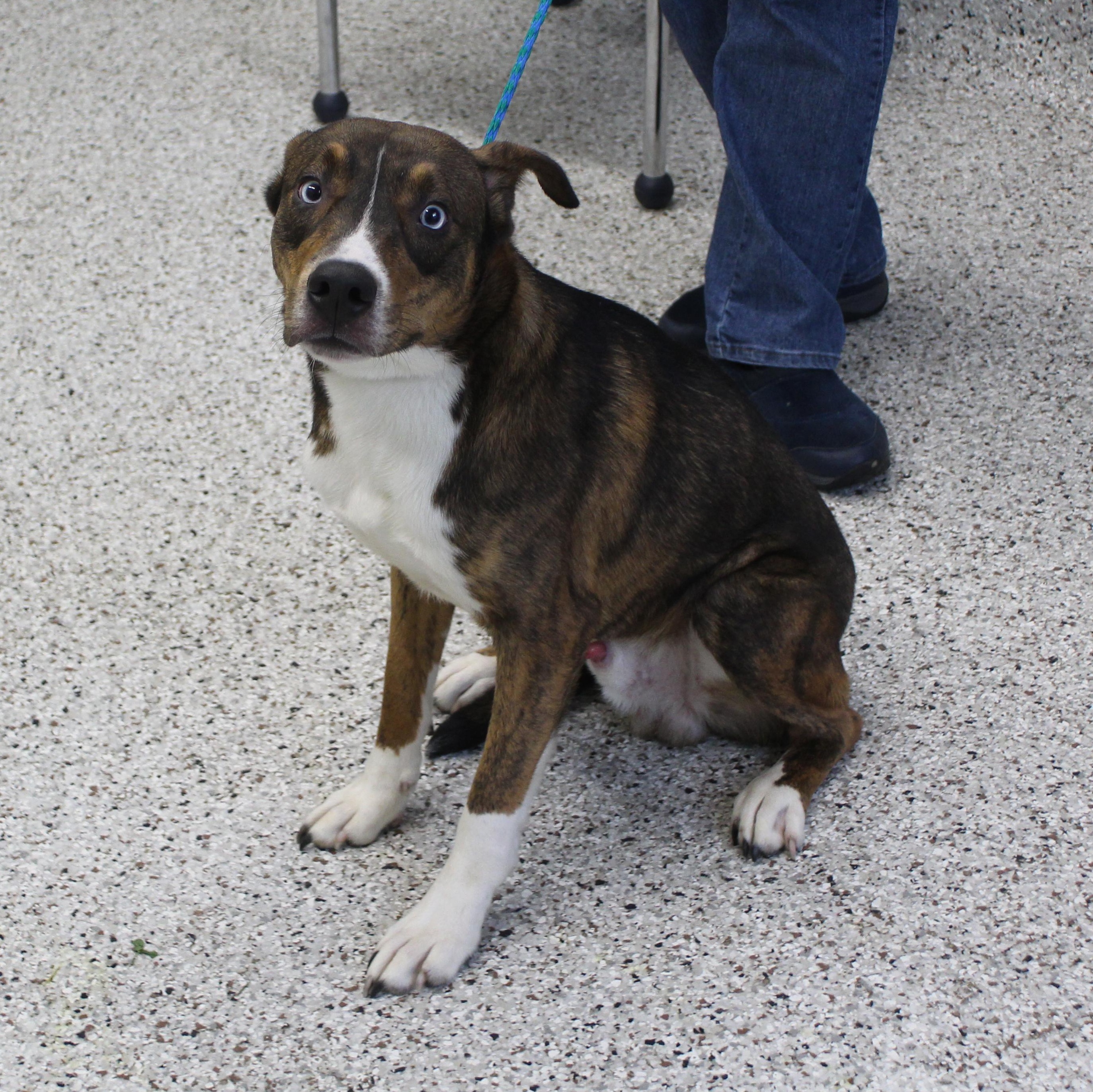 Travis (12331), Adoptable, Adult Male Hound & Catahoula Leopard Dog.