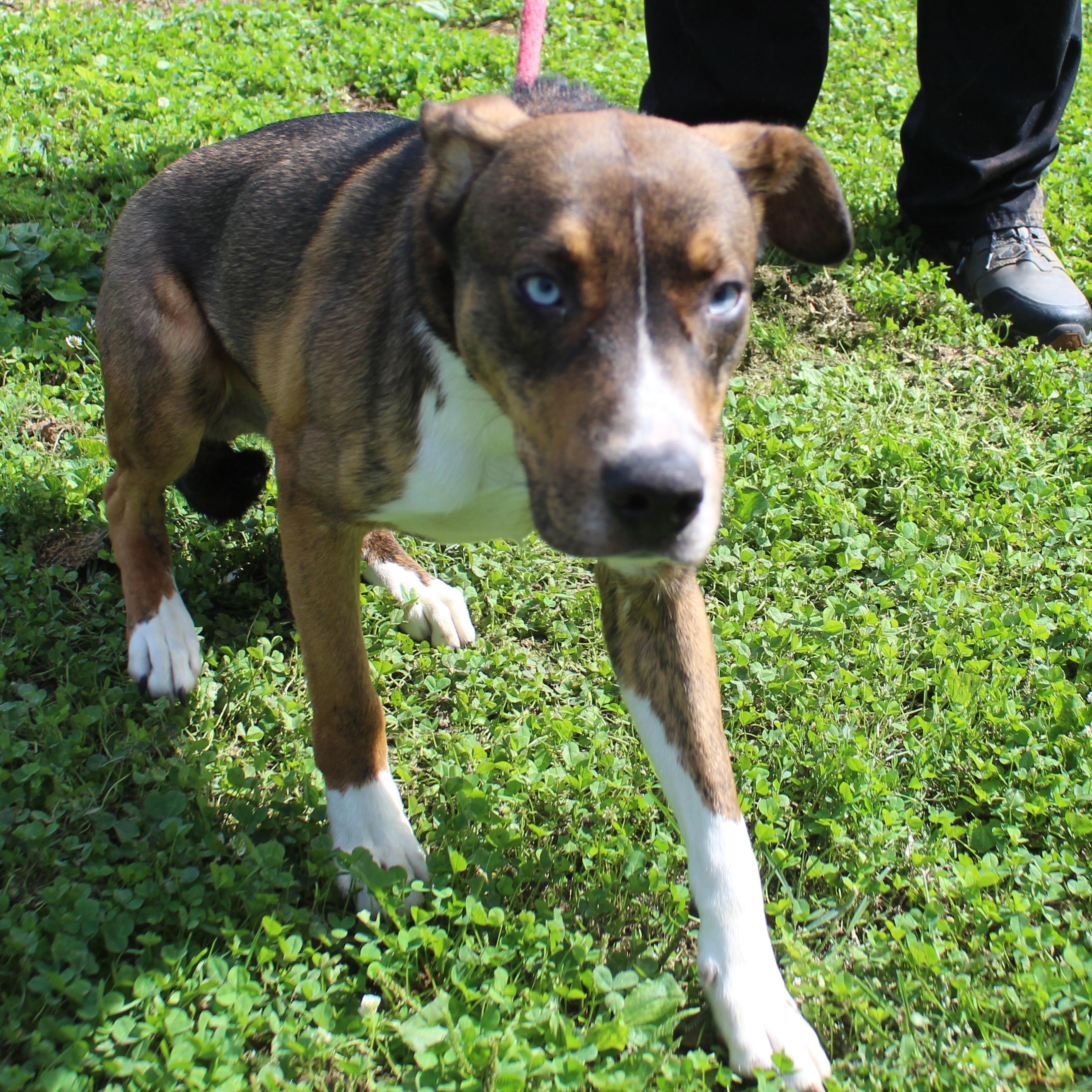 Enlarge Travis (12331), a Adoptable mixed breed in Heath, OH image 2/2