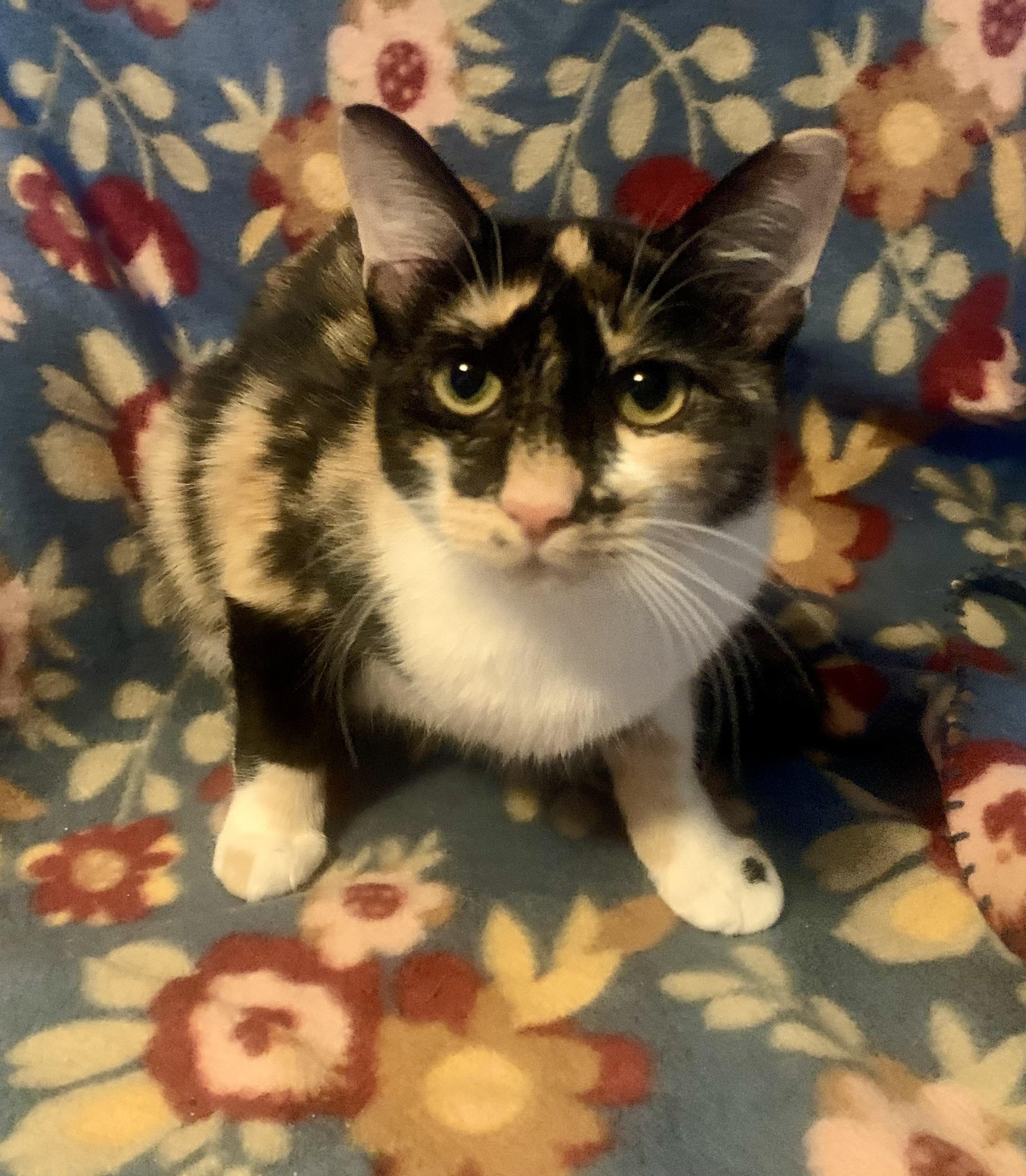 Enlarge Marble, a Adoptable mixed breed in San Jose, CA image 1/1