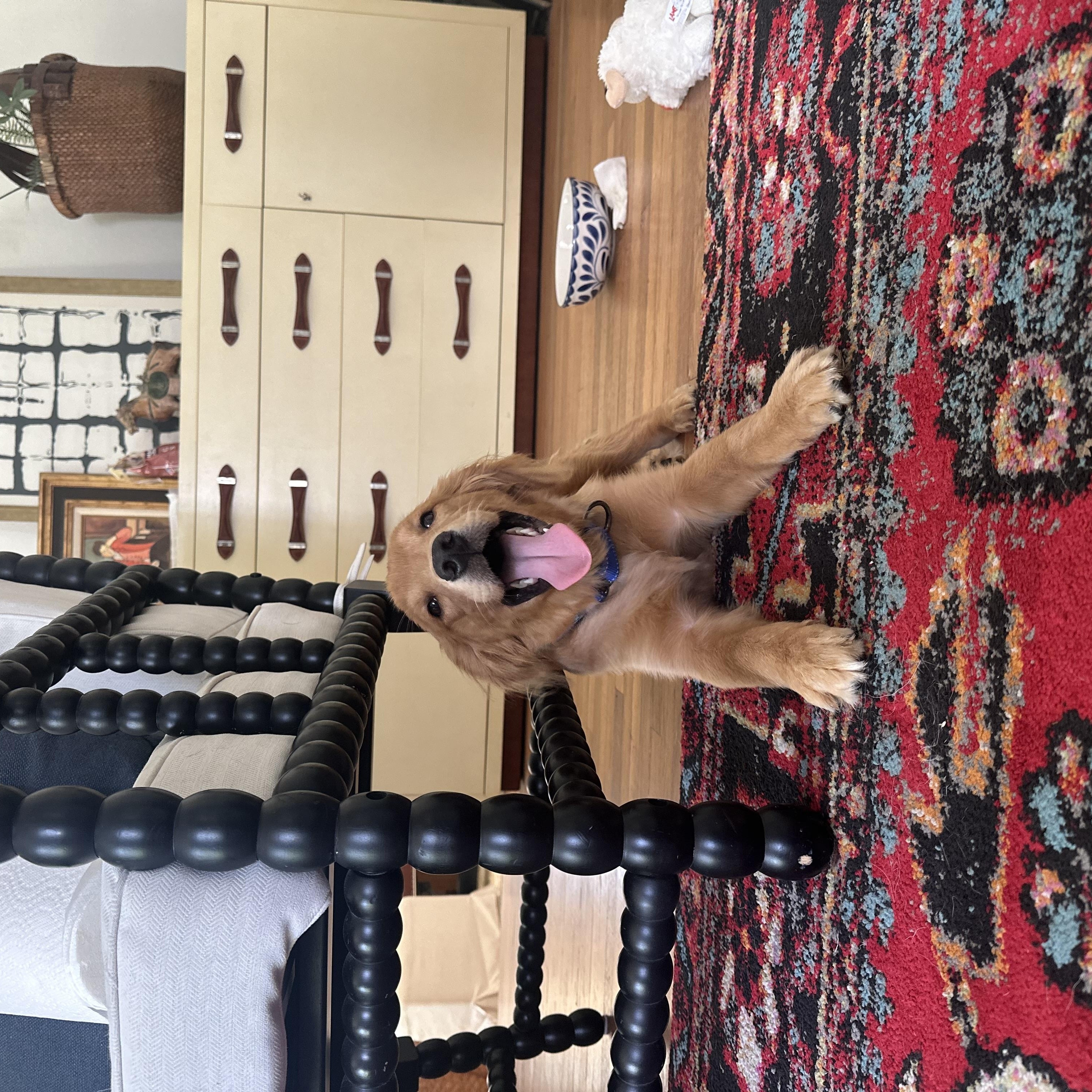 Tatum, adopted, Puppy Female Golden Retriever.