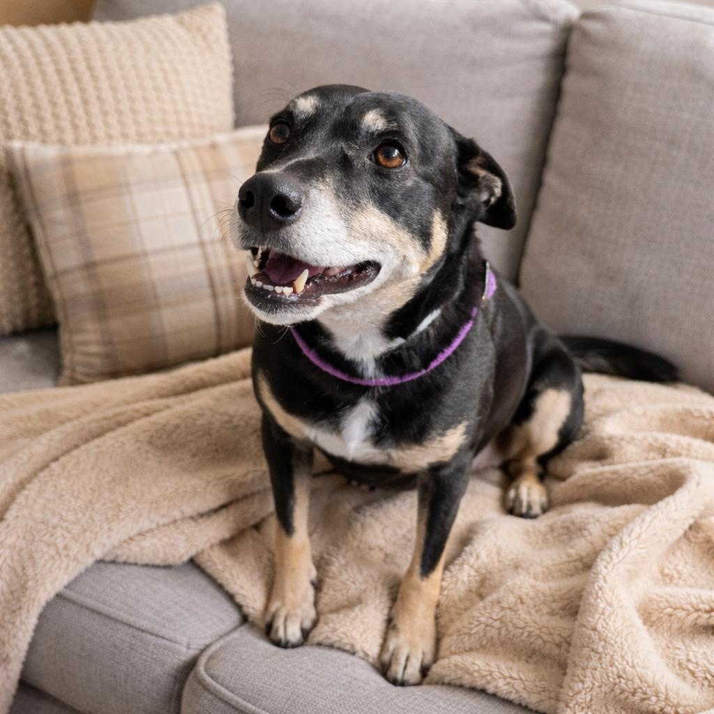 ROXY (Loyal, Loving, Smart, Playful) Read Her Story