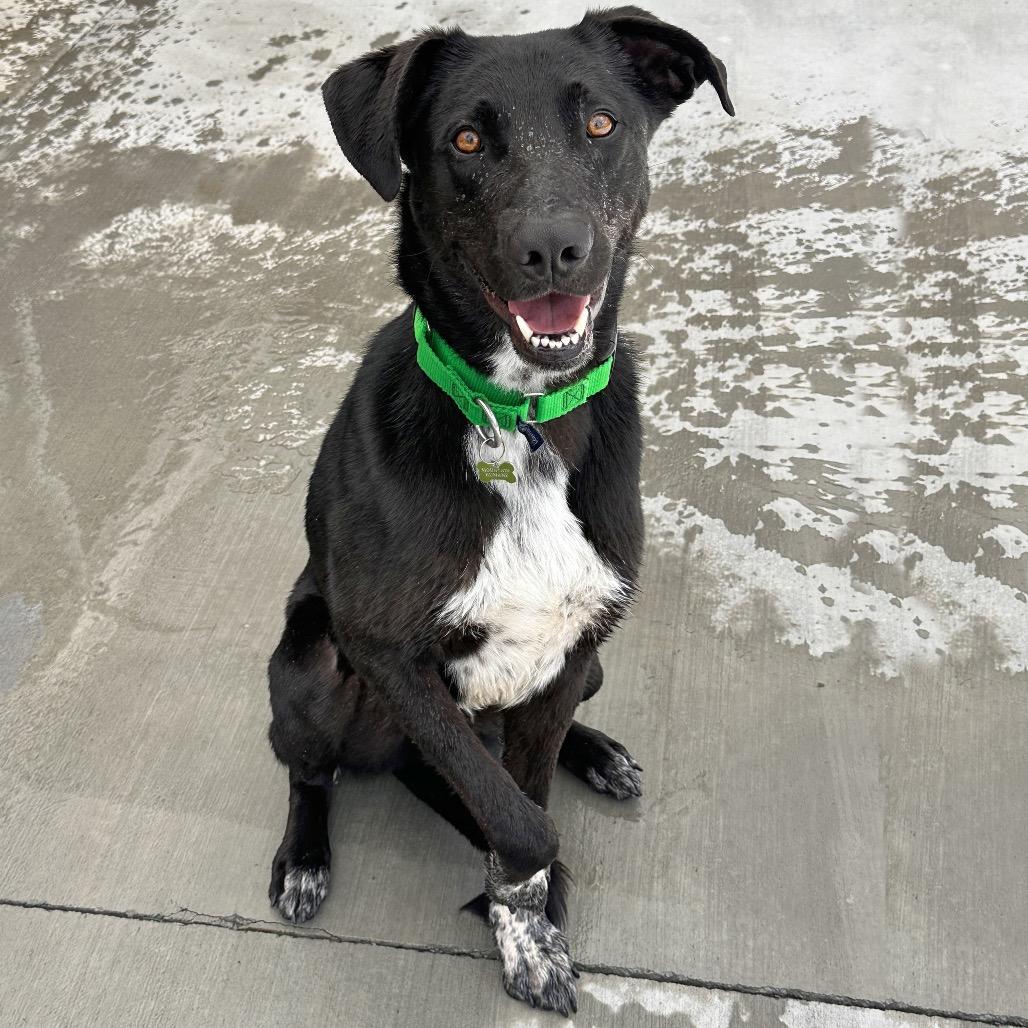 Amumu, a Adoptable mixed breed in Hailey, ID image 1/6