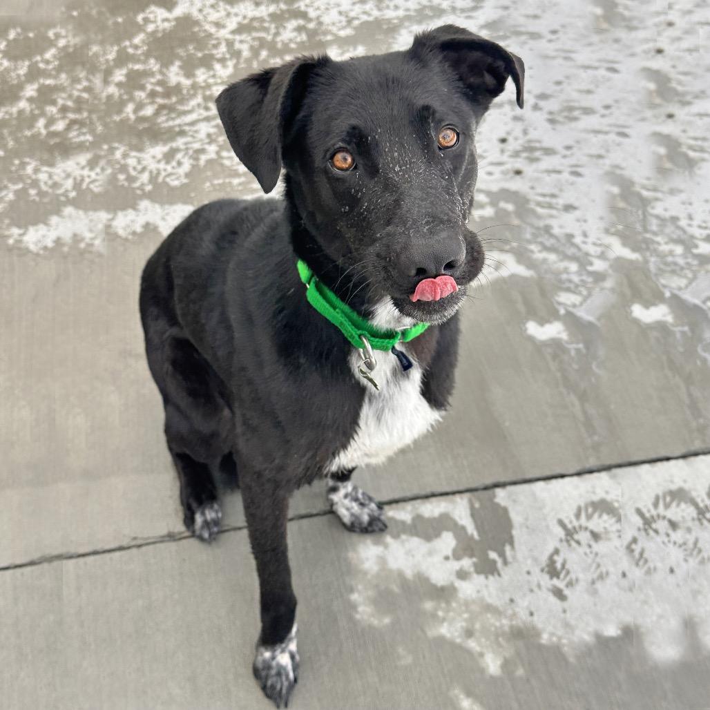 Amumu, a Adoptable mixed breed in Hailey, ID image 2/6