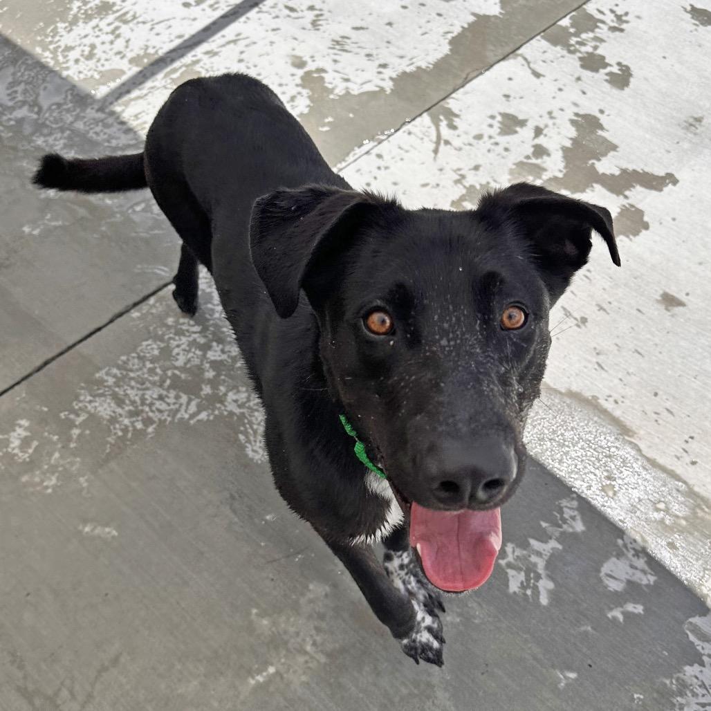 Amumu, a Adoptable mixed breed in Hailey, ID image 3/6