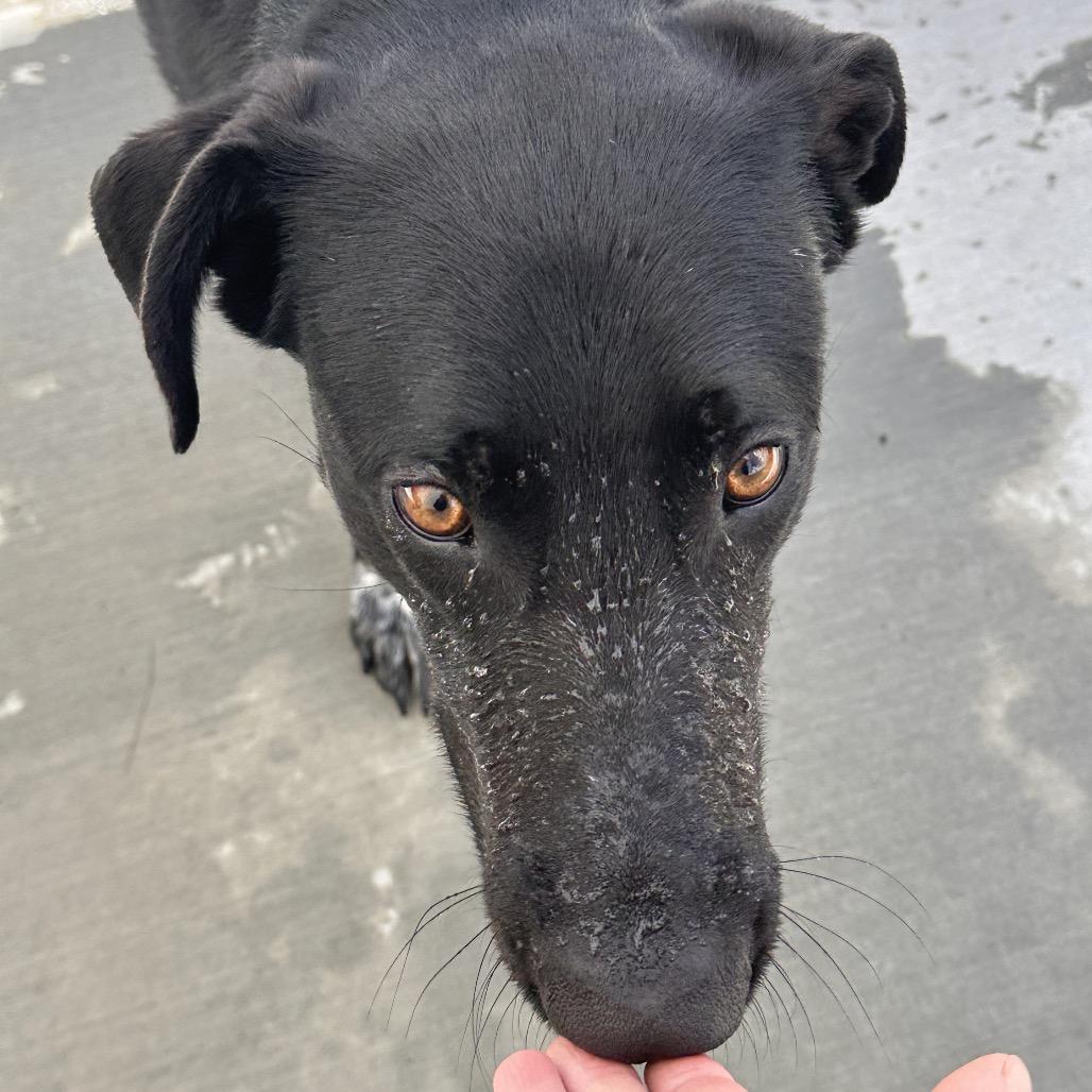 Amumu, a Adoptable mixed breed in Hailey, ID image 4/6