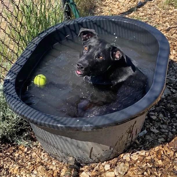 Amumu, a Adoptable mixed breed in Hailey, ID image 5/6