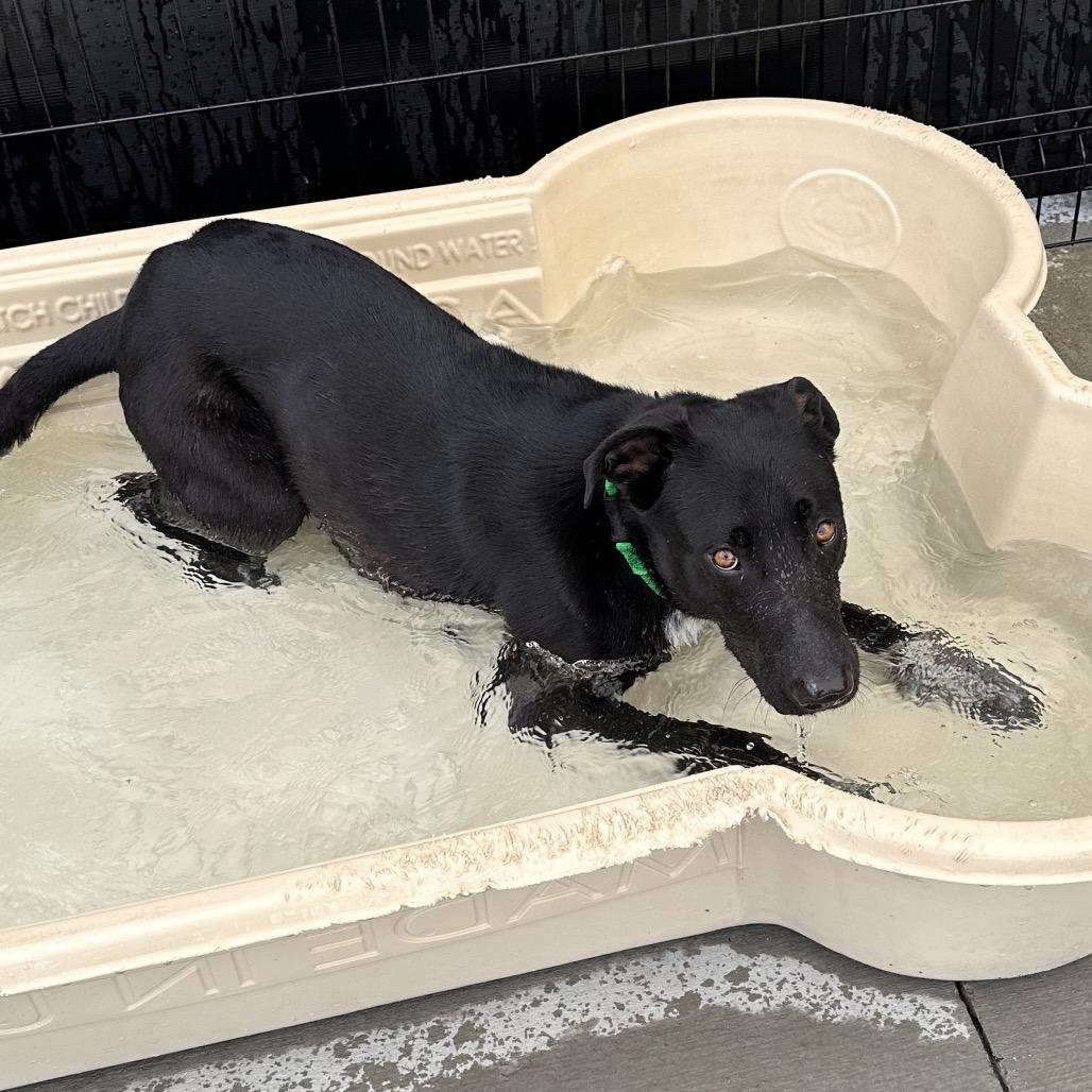 Amumu, a Adoptable mixed breed in Hailey, ID image 6/6