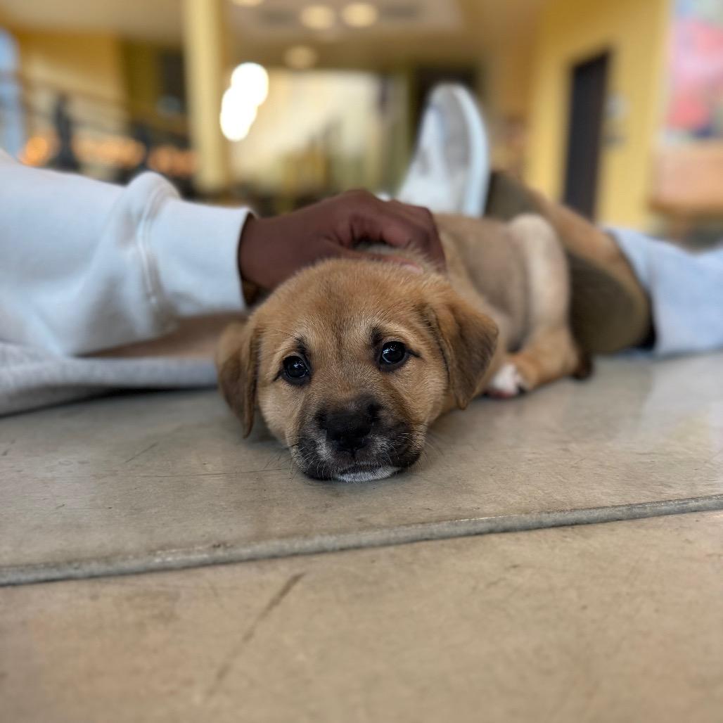 Silvermist, Adoptable, Puppy Female Mixed Breed.