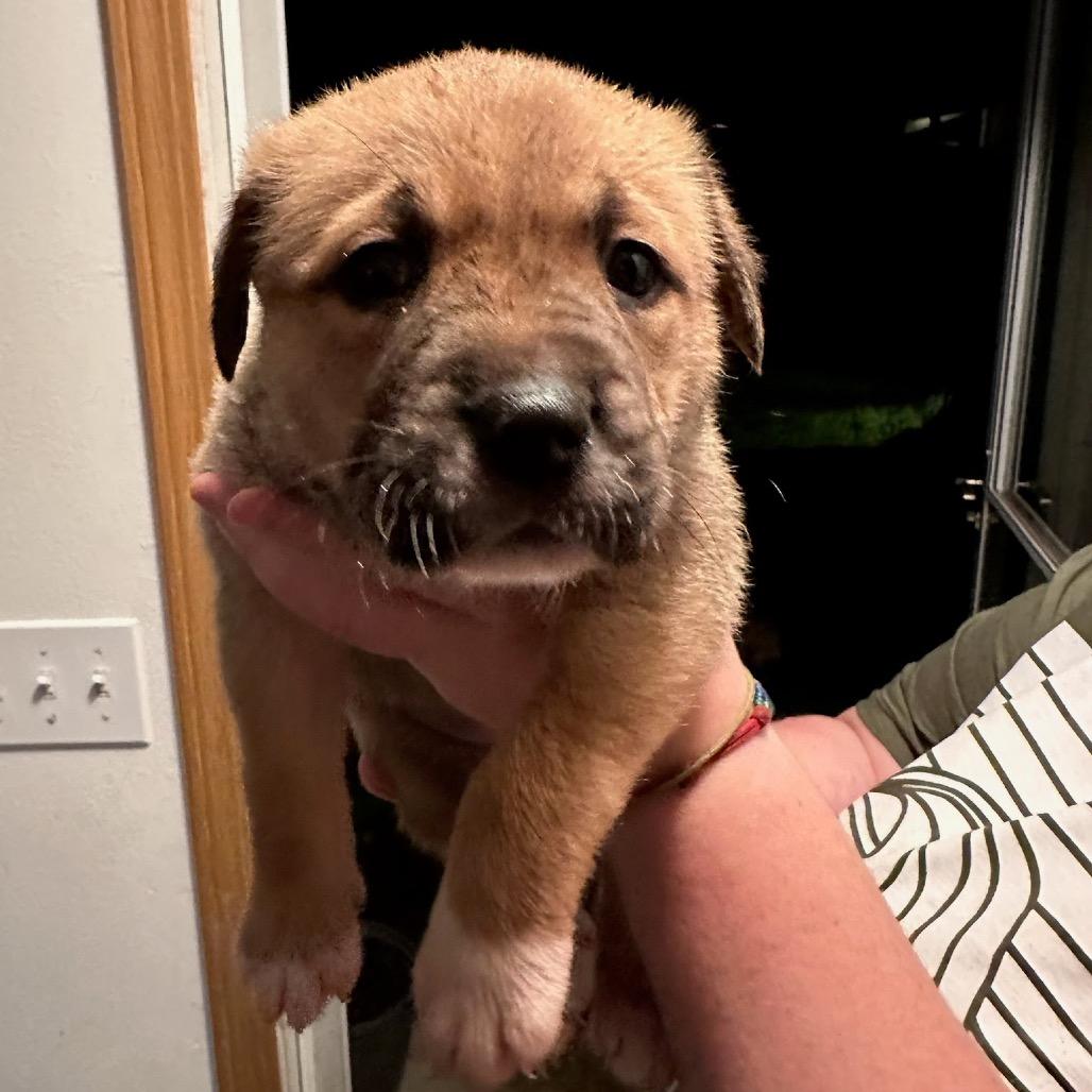 Enlarge Silvermist, a Adoptable Mixed Breed in Tacoma, WA image 3/3