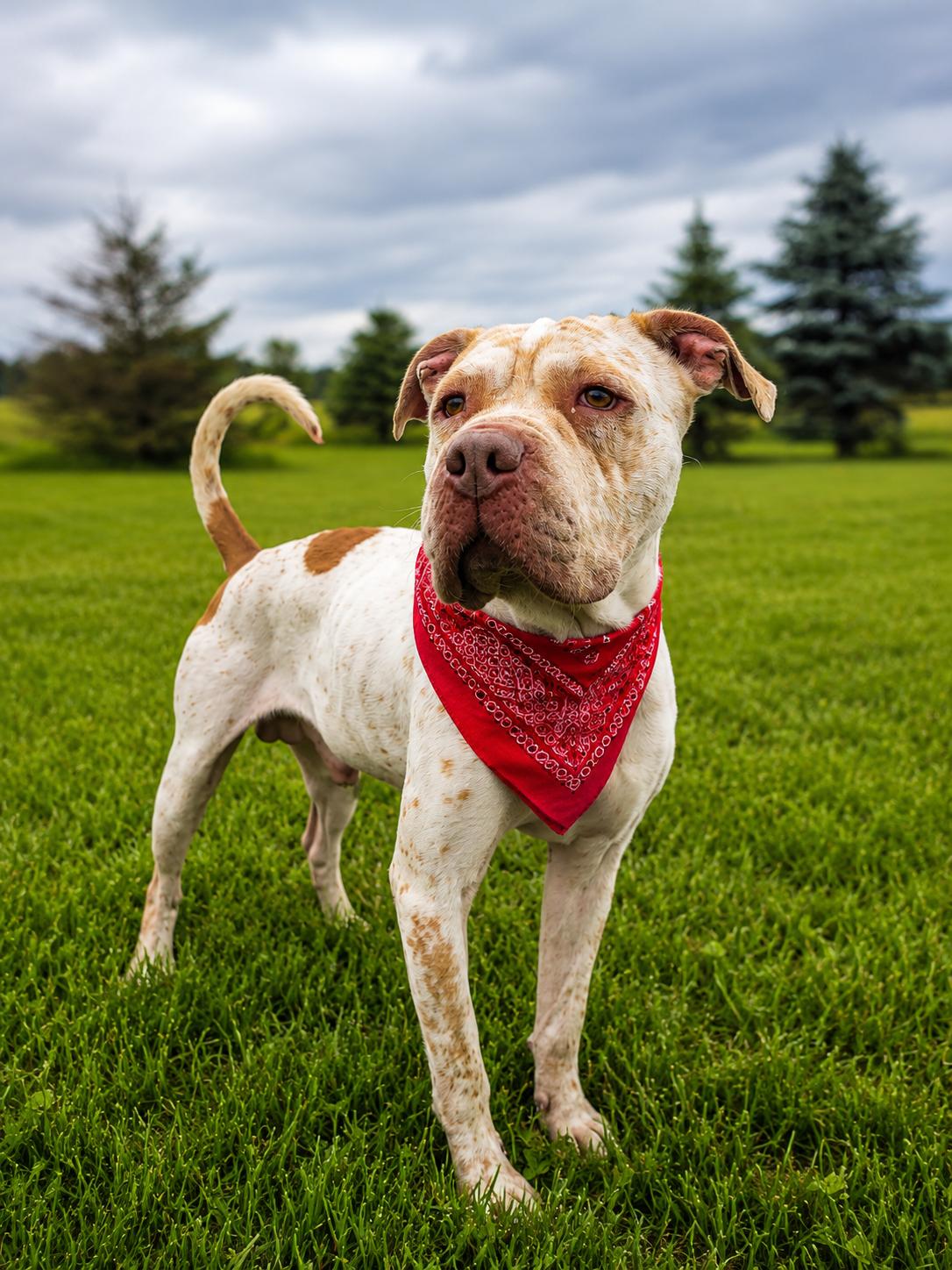 Bruce Lee, ADOPTABLE, Adult Male Shar-Pei & Pit Bull Terrier.