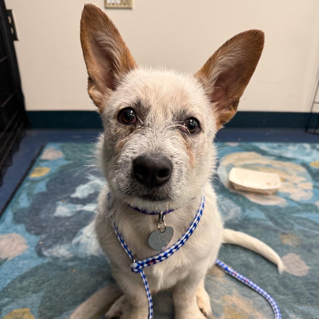 Scampers (AKA Sir Henry Scampers), Adoptable, Puppy Male Cattle Dog & Mixed Breed.
