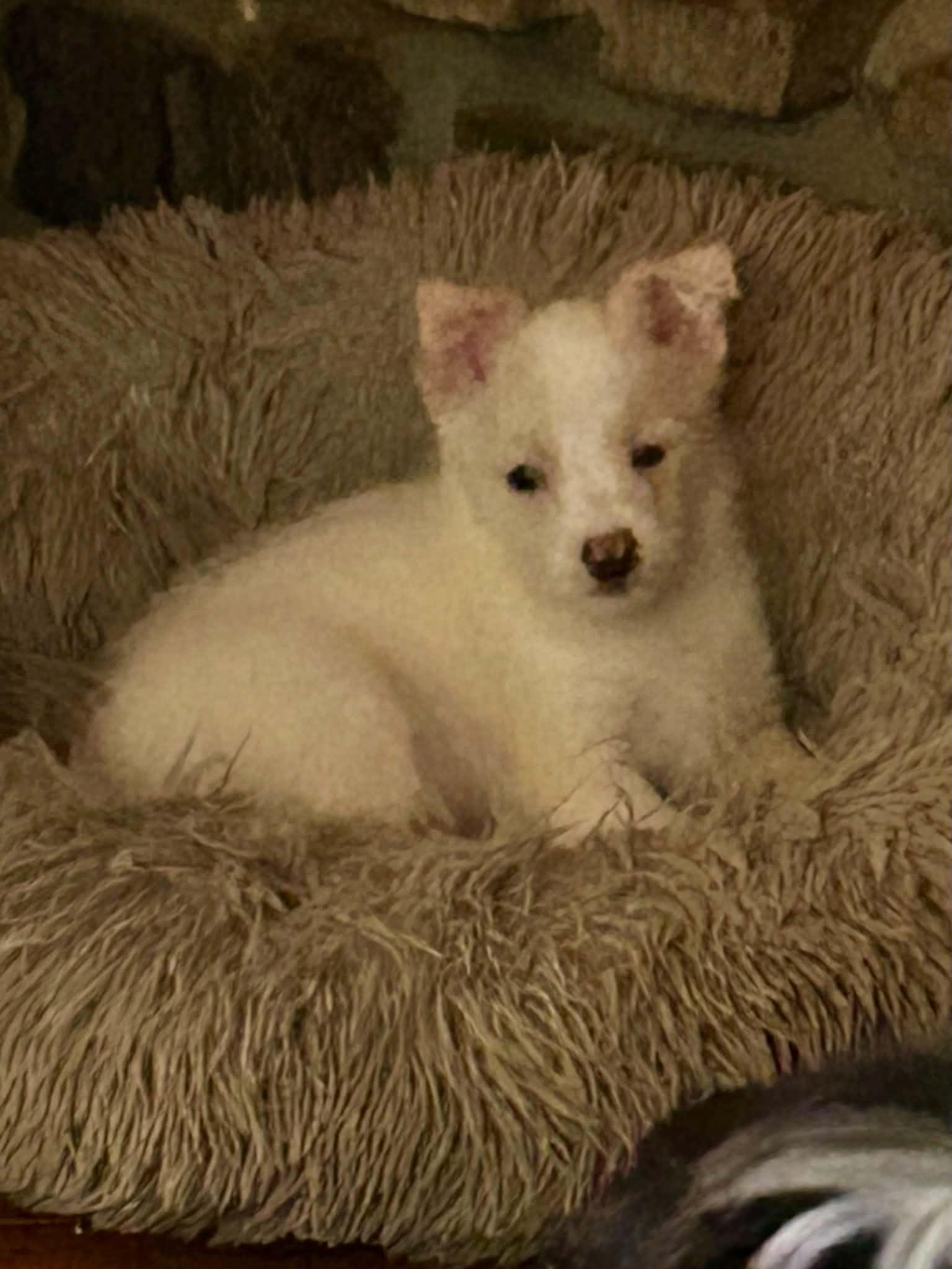 Enlarge Stuart, a Adoptable mixed breed in Stormville, NY image 6/6
