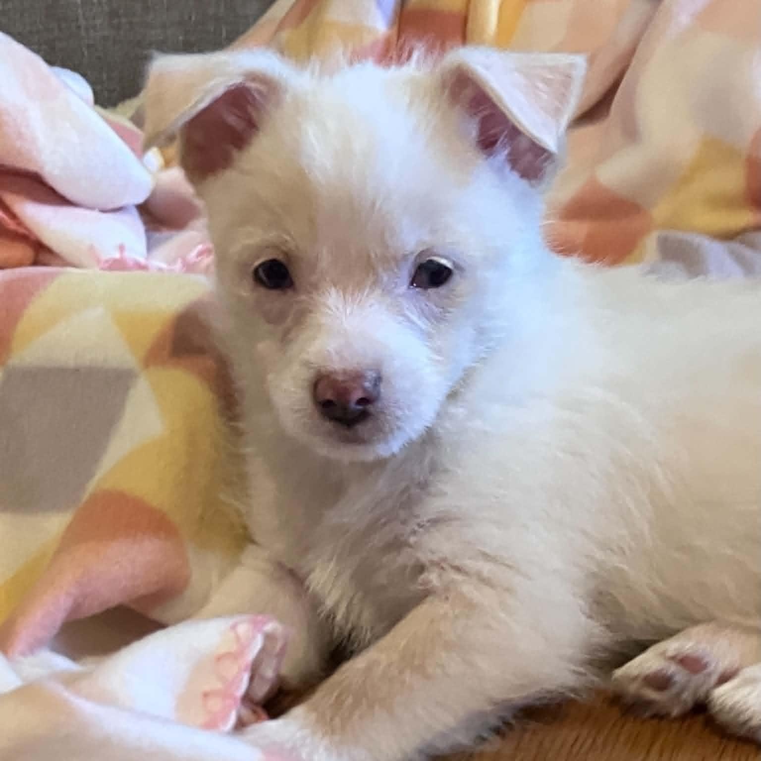 Stuart, Adoptable, Puppy Male Chihuahua & Yorkshire Terrier.