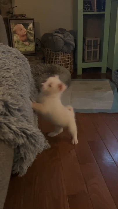 Enlarge Stuart, a Adoptable mixed breed in Stormville, NY video 3/6