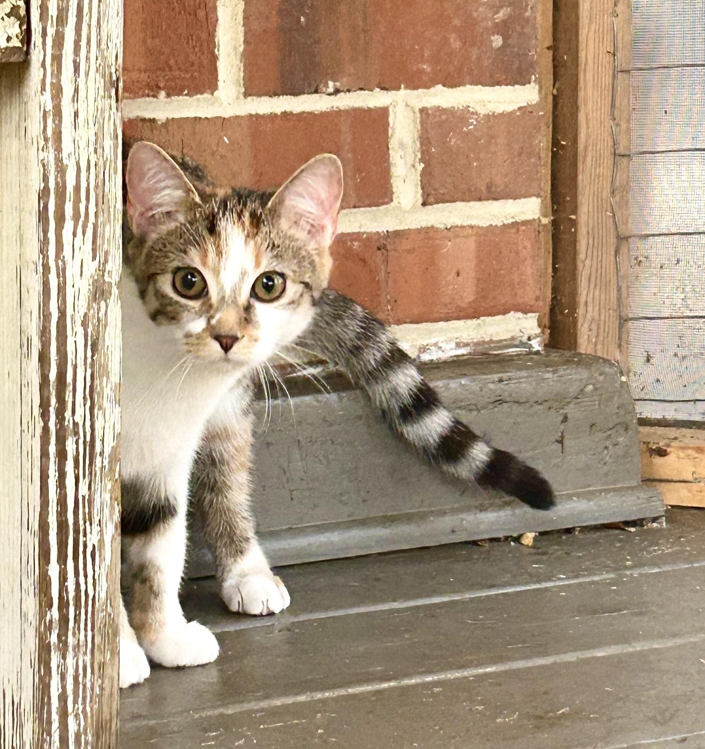 ADORABLE APRIL photo 3