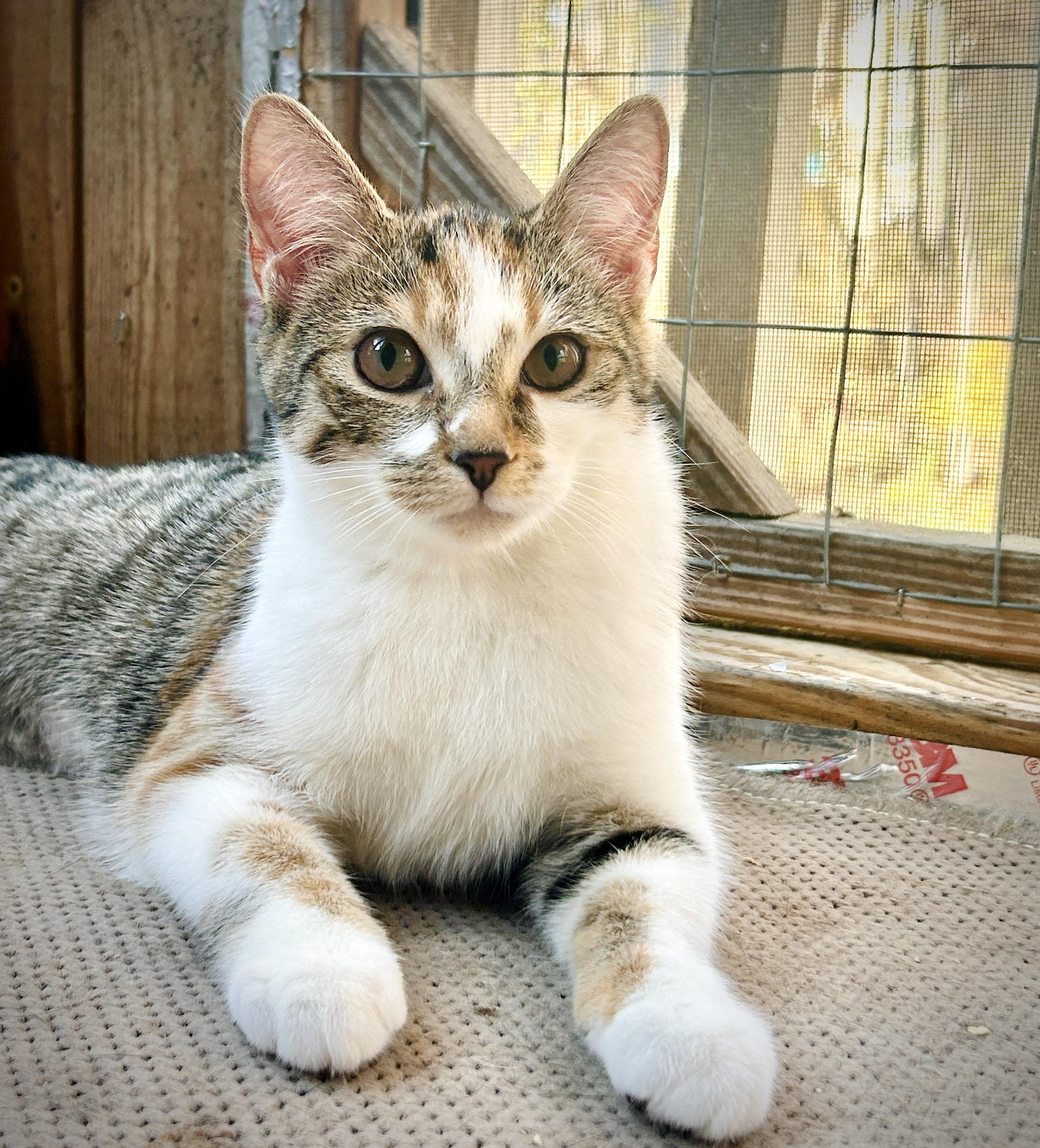 ADORABLE APRIL, Young Female unknown