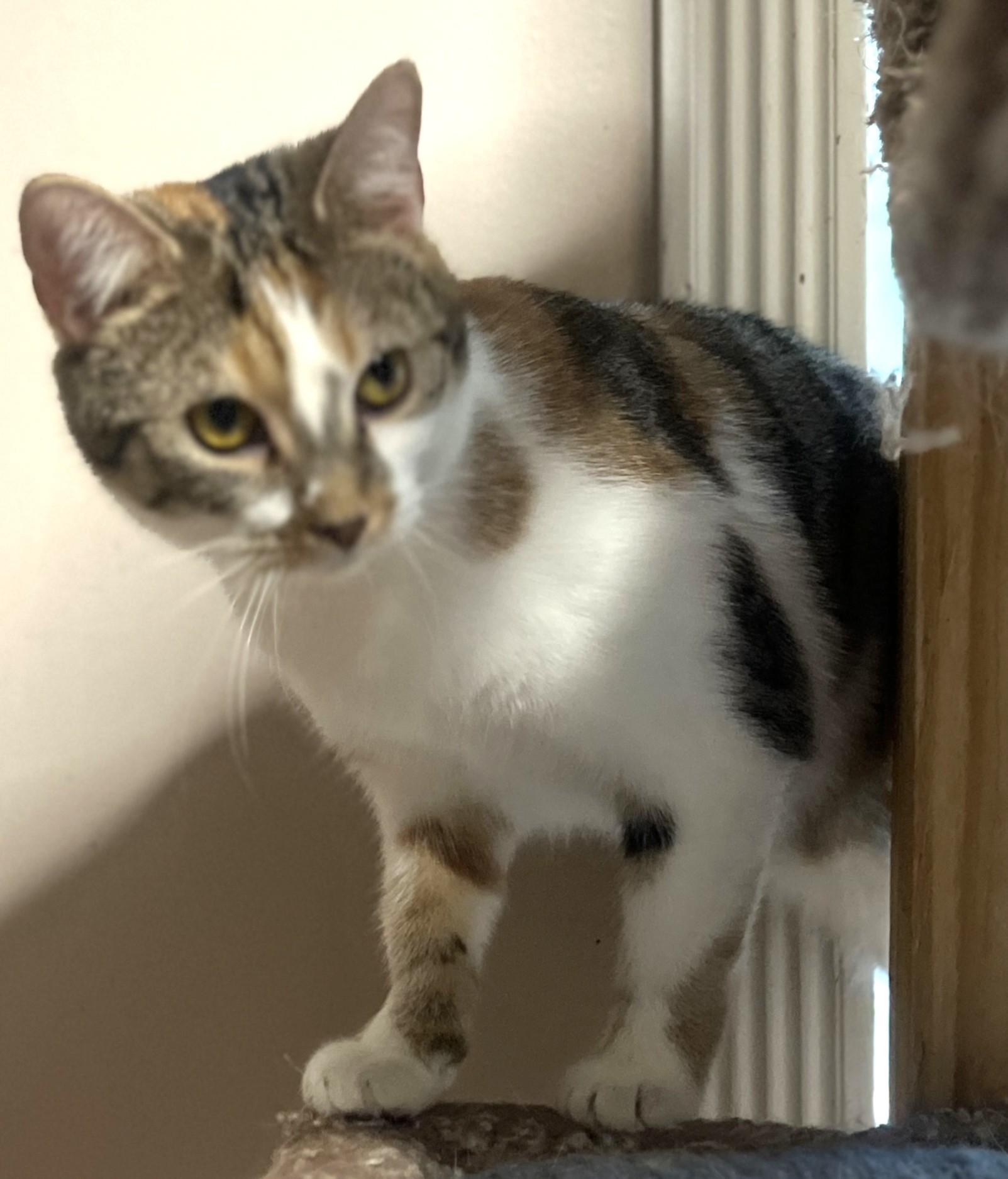 ADORABLE APRIL, Young Female unknown