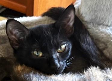 Midnight — A Little Shadow with Golden Eyes! , ADOPTABLE, Kitten Female Domestic Medium Hair.