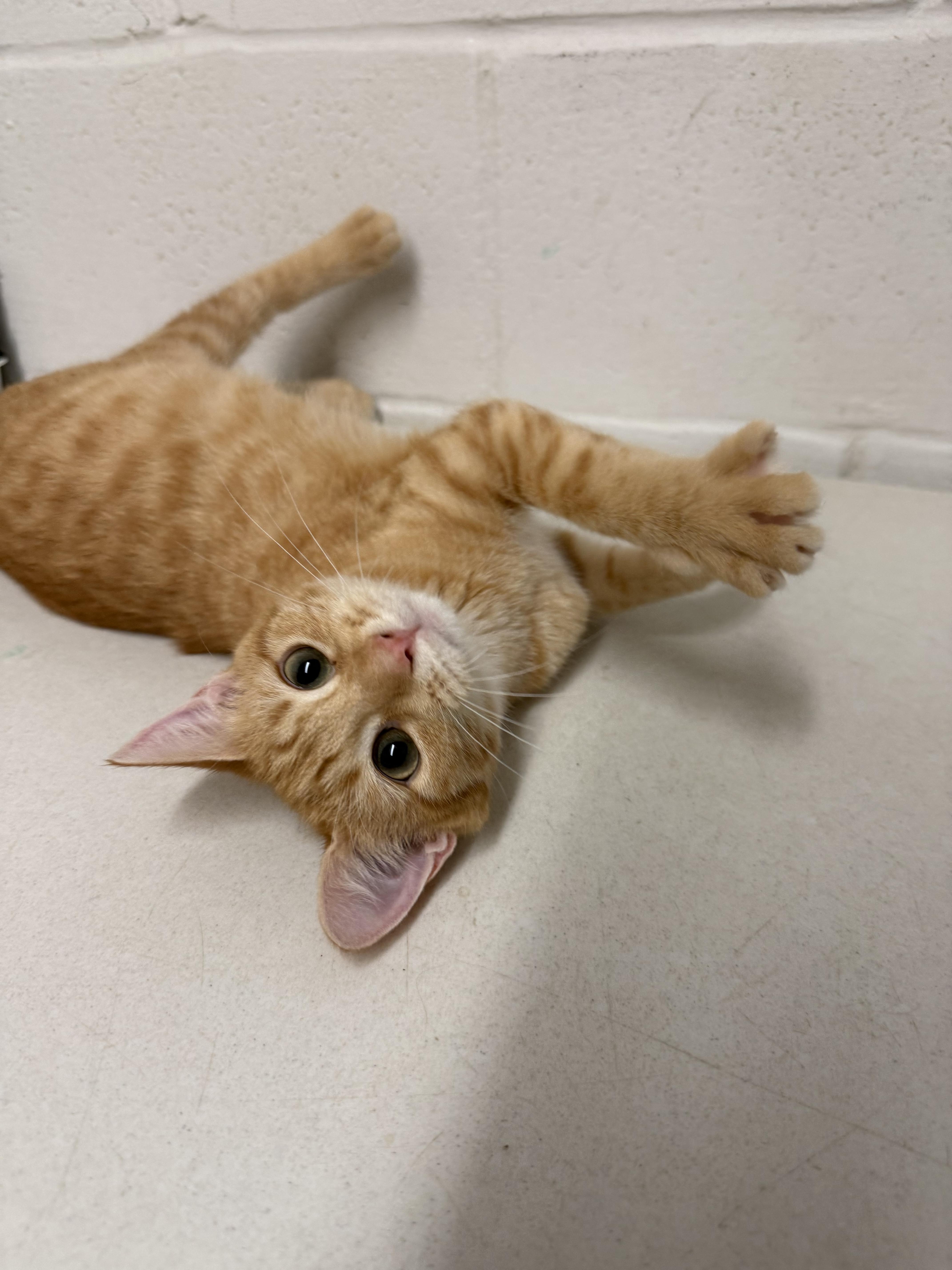 Enlarge Dublin, a Adopted Tabby in Uvalde, TX image 1/4