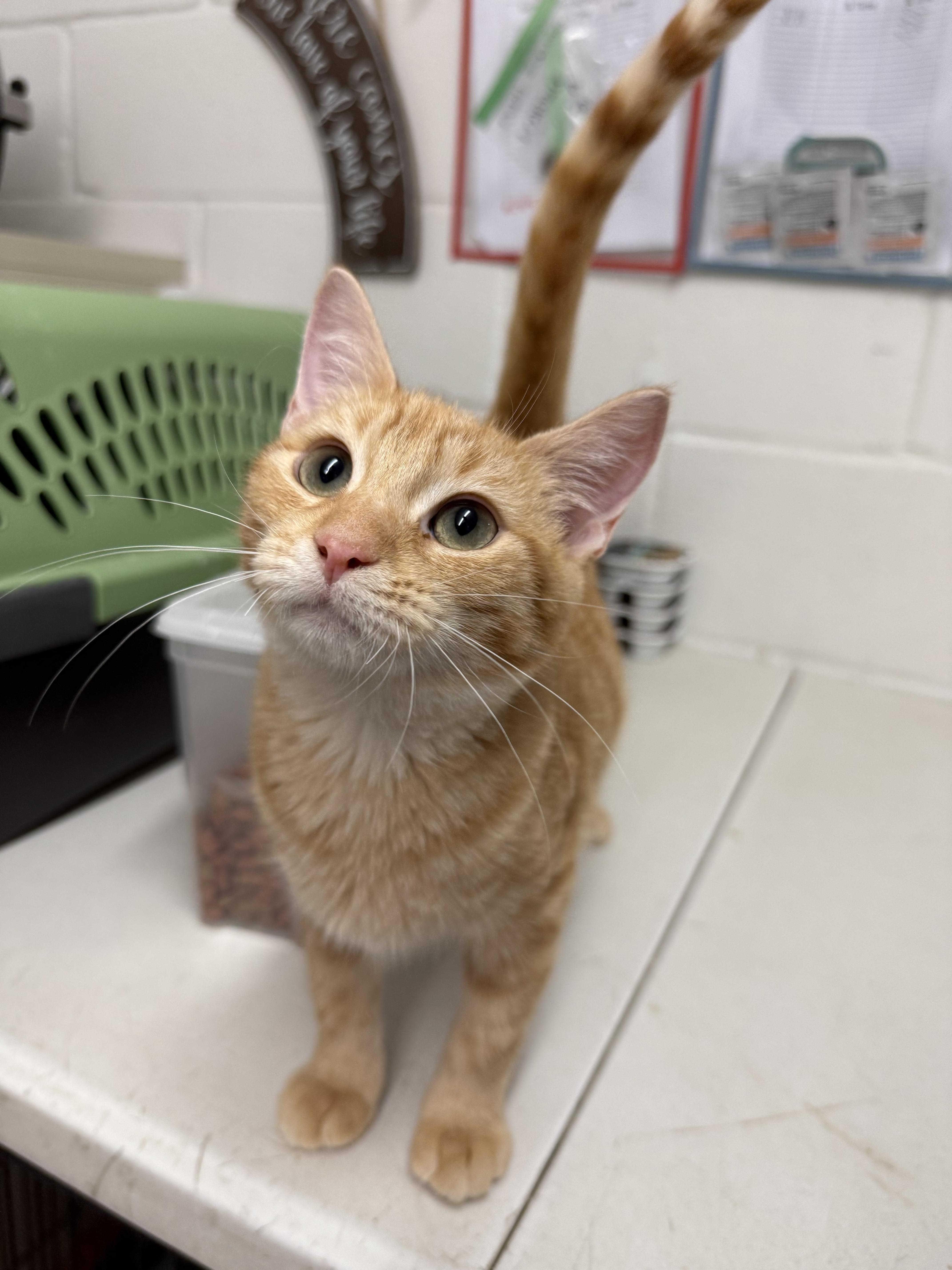 Enlarge Dublin, a Adopted Tabby in Uvalde, TX image 2/4