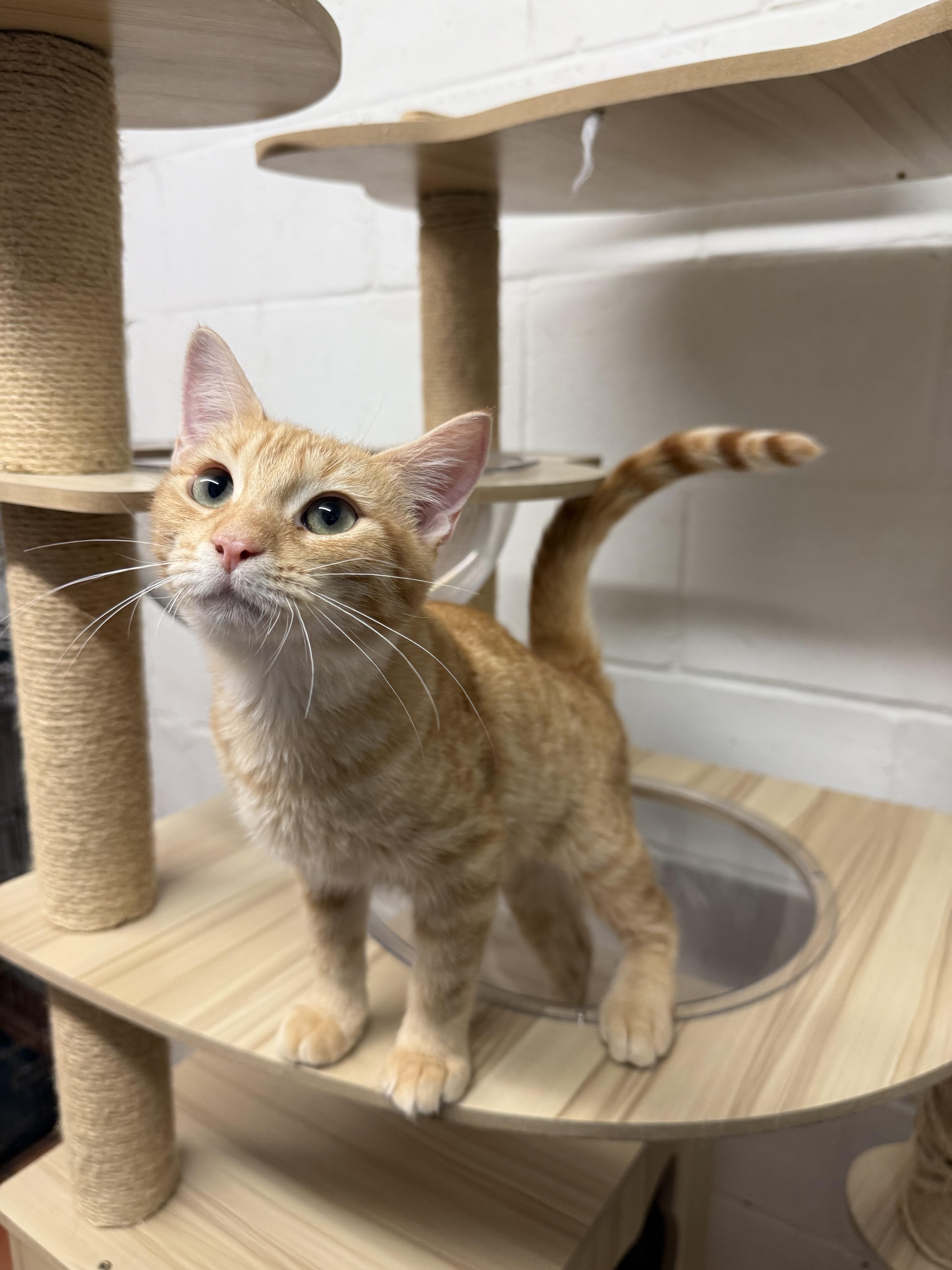 Enlarge Dublin, a Adopted Tabby in Uvalde, TX image 3/4