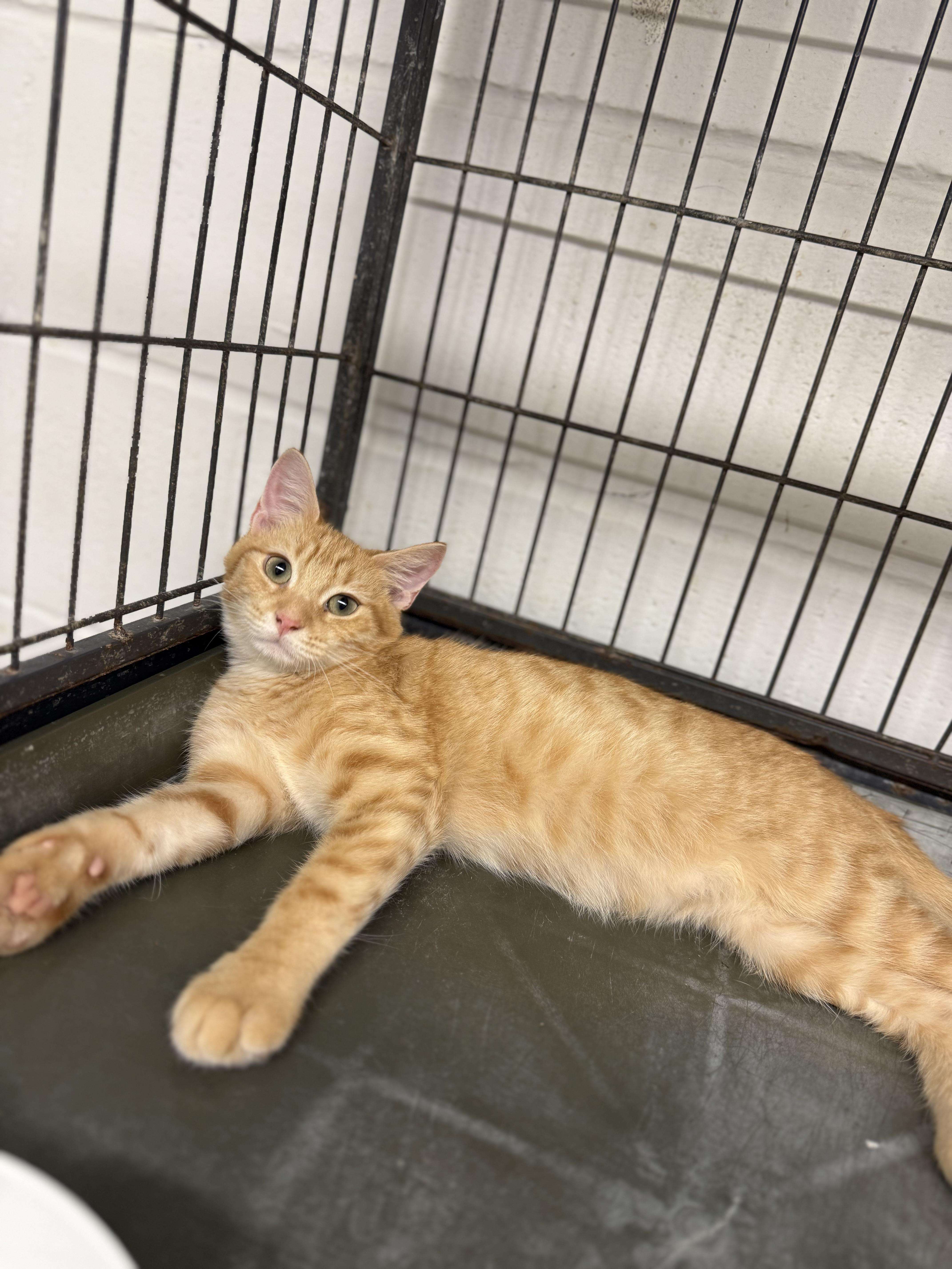 Enlarge Dublin, a Adopted Tabby in Uvalde, TX image 4/4