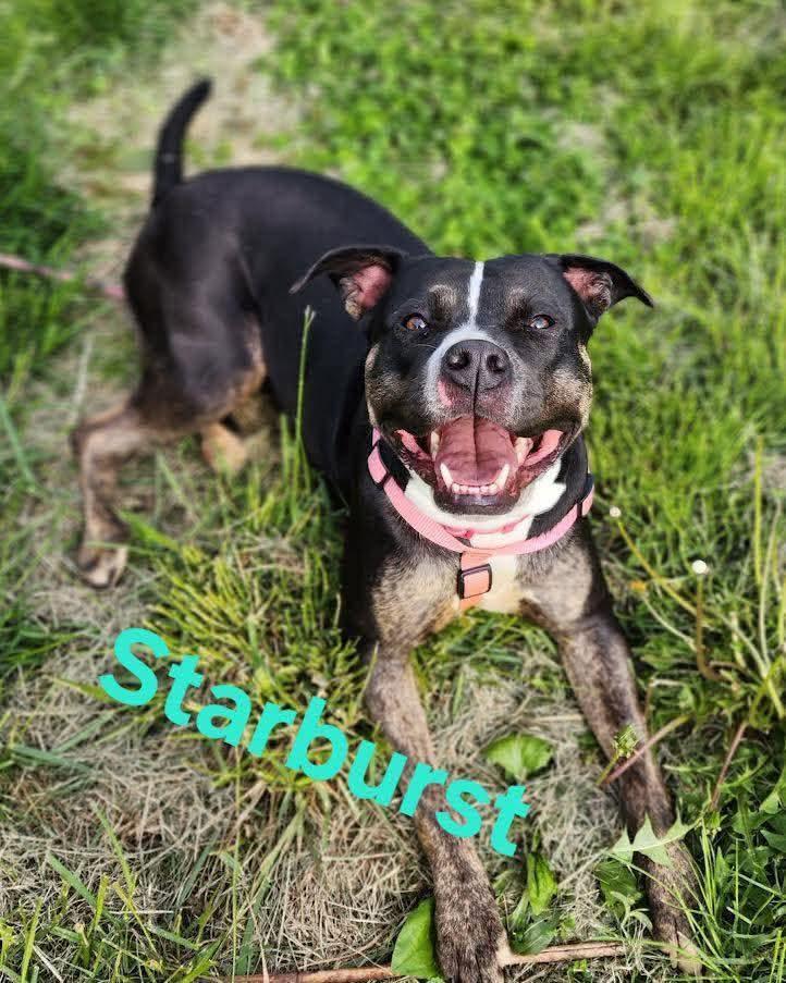 Starburst, ADOPTABLE, Puppy Female Terrier.