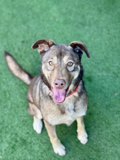 Enlarge Cinnamon , an adoptable mixed breed in Sacramento, CA image 3/3